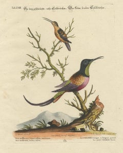 Grande colibrì rosso e piccolo colibrì marrone Incisione di M. I. Seligmann, 18° secolo