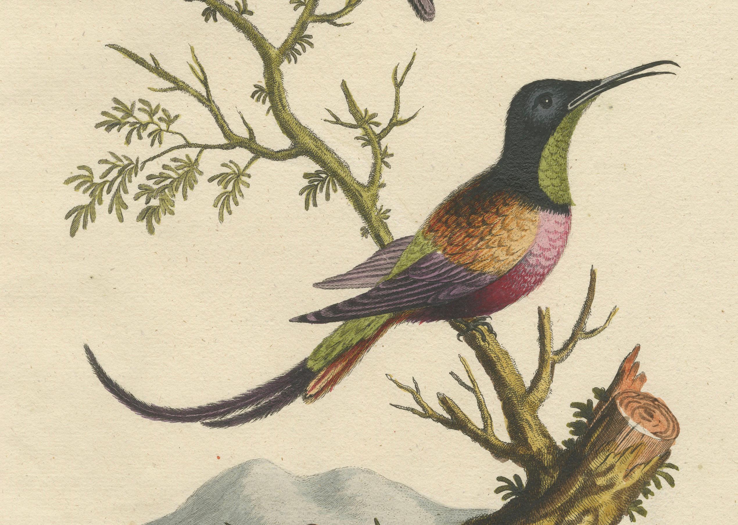 Große rote und kleine braune Kolibris Gravur von J.M. Seligmann, 18. Jahrhundert (Graviert) im Angebot