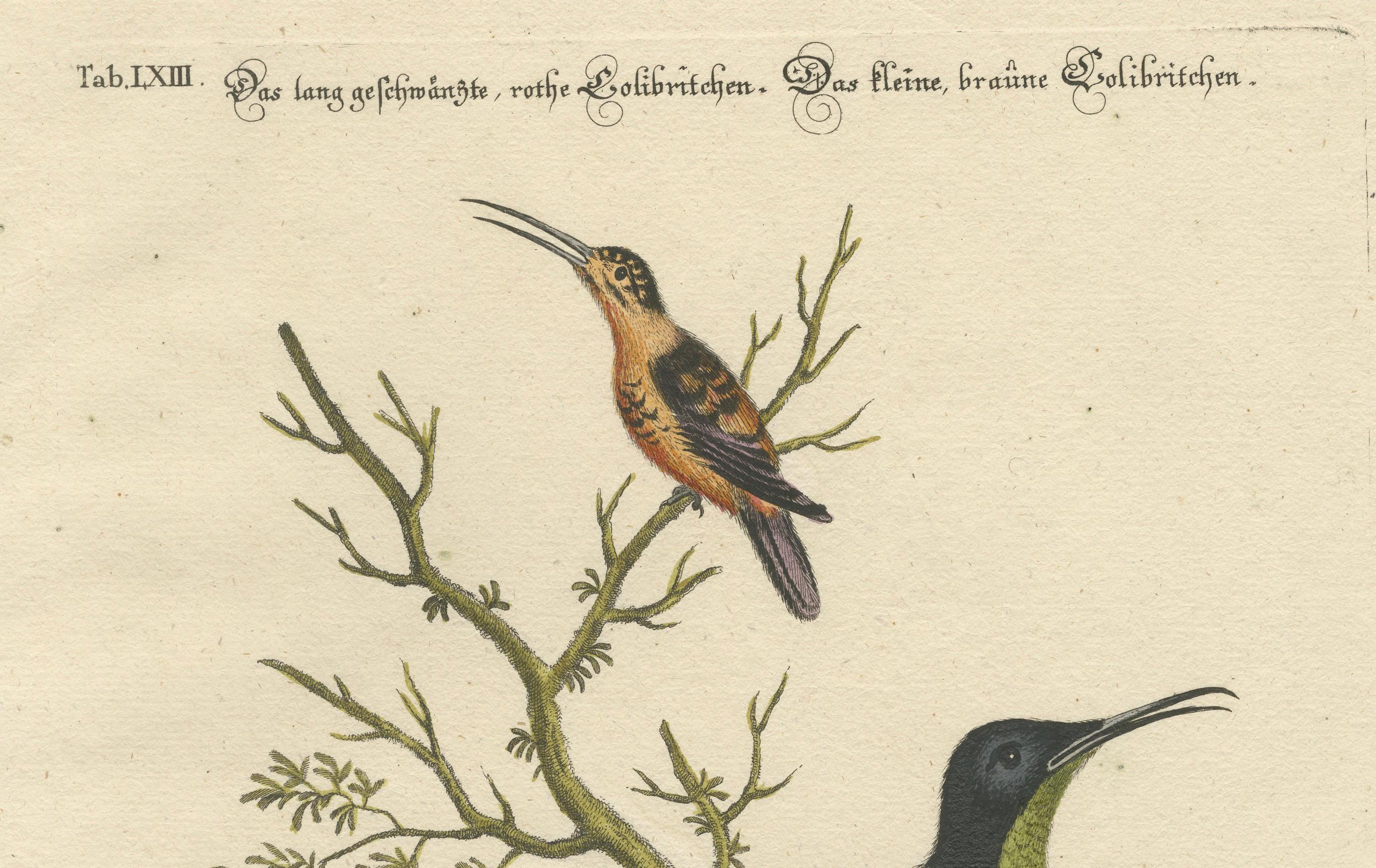 Große rote und kleine braune Kolibris Gravur von J.M. Seligmann, 18. Jahrhundert im Zustand „Gut“ im Angebot in Langweer, NL