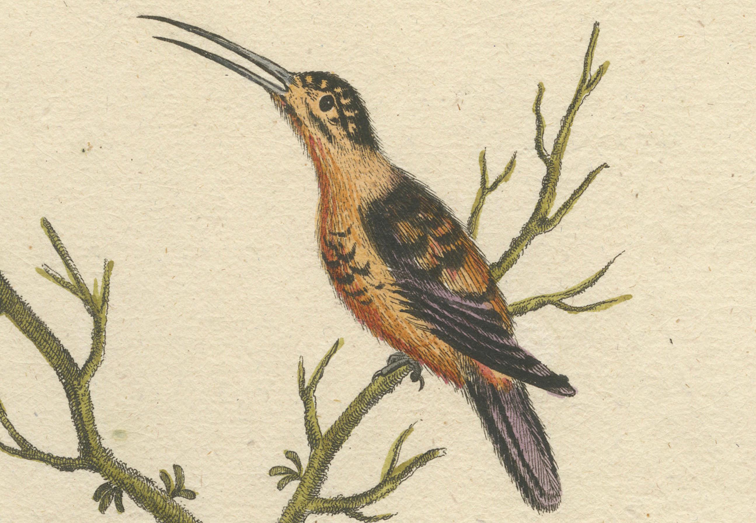 Große rote und kleine braune Kolibris Gravur von J.M. Seligmann, 18. Jahrhundert (Spätes 18. Jahrhundert) im Angebot