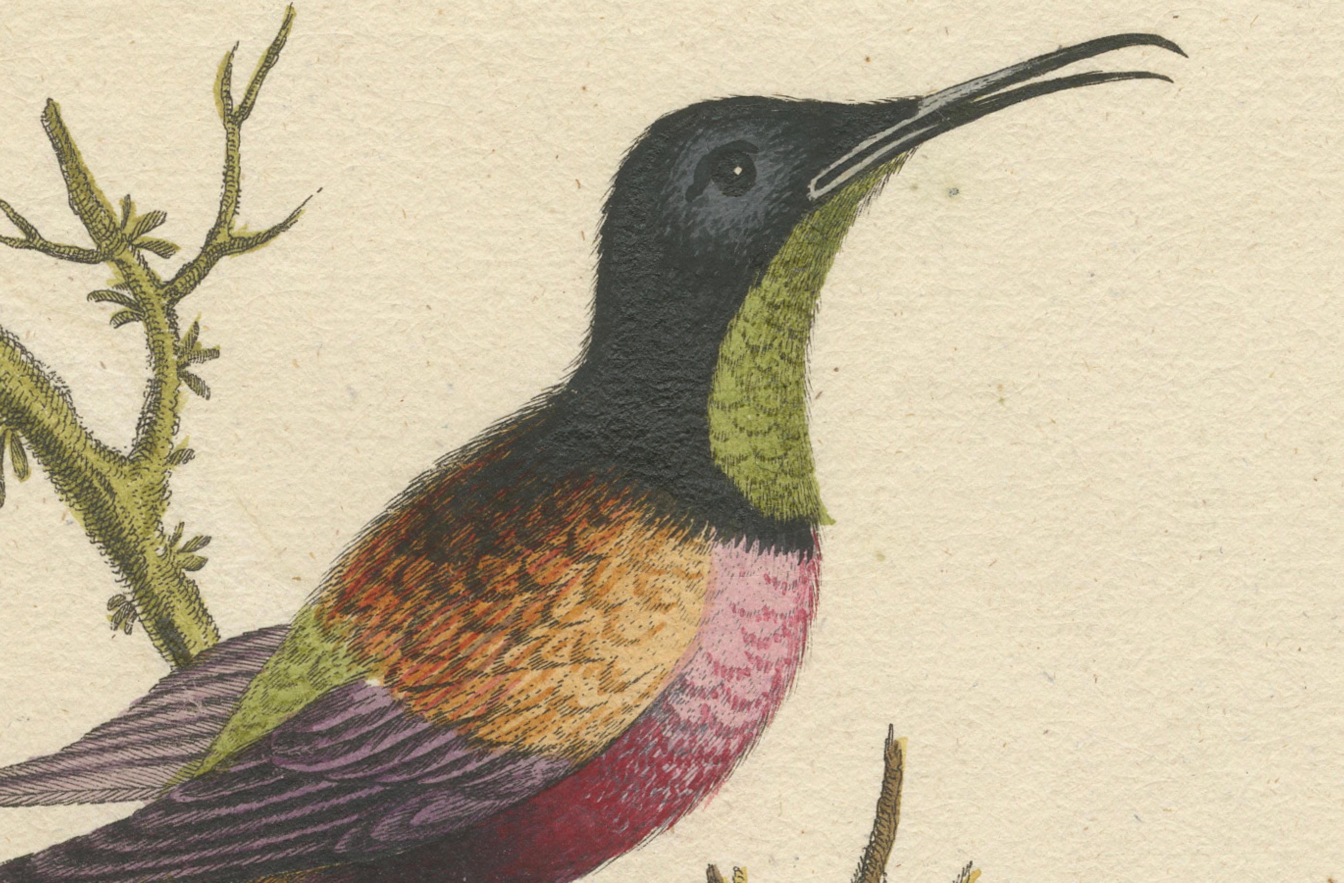 Große rote und kleine braune Kolibris Gravur von J.M. Seligmann, 18. Jahrhundert (Papier) im Angebot