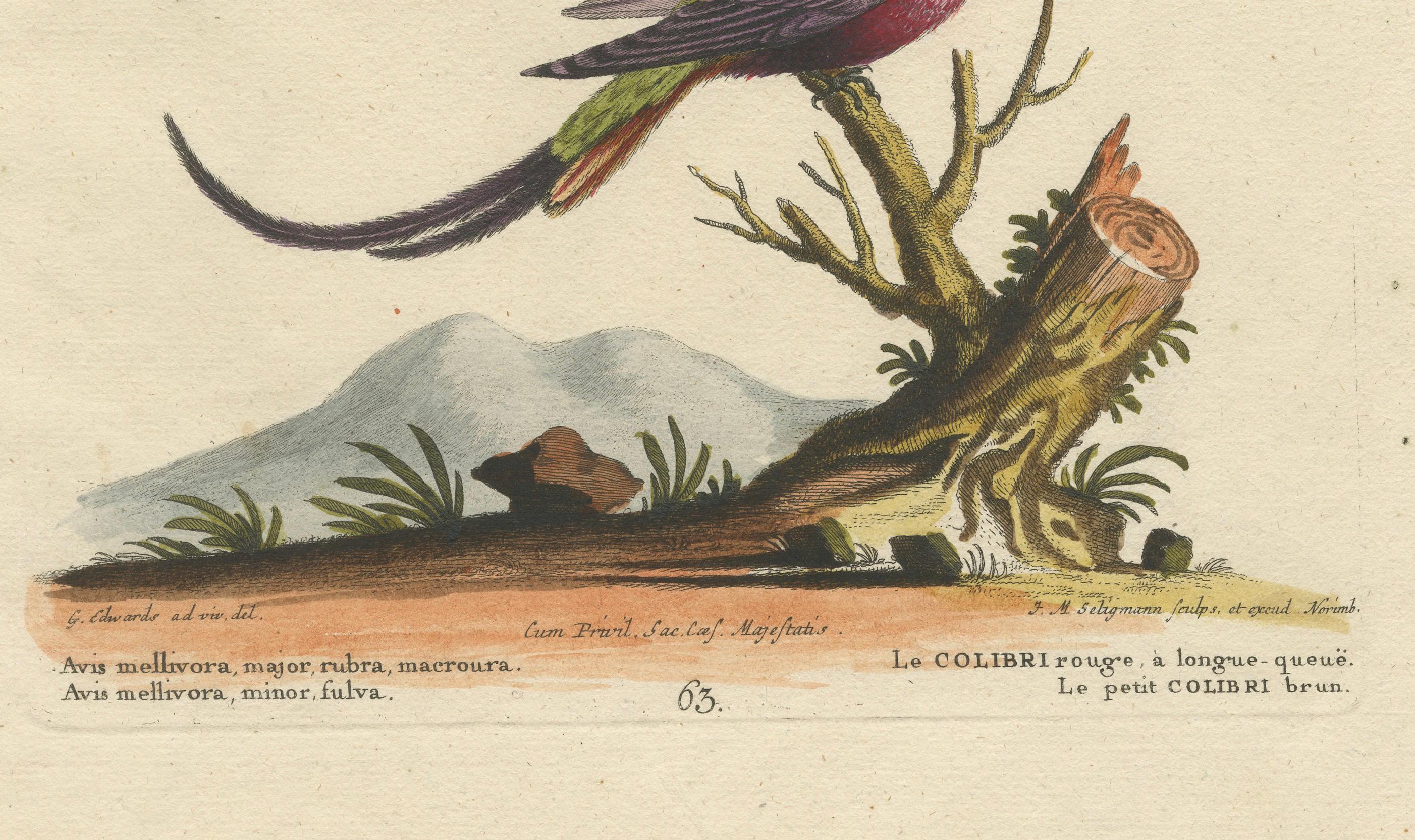 Große rote und kleine braune Kolibris Gravur von J.M. Seligmann, 18. Jahrhundert im Angebot 1