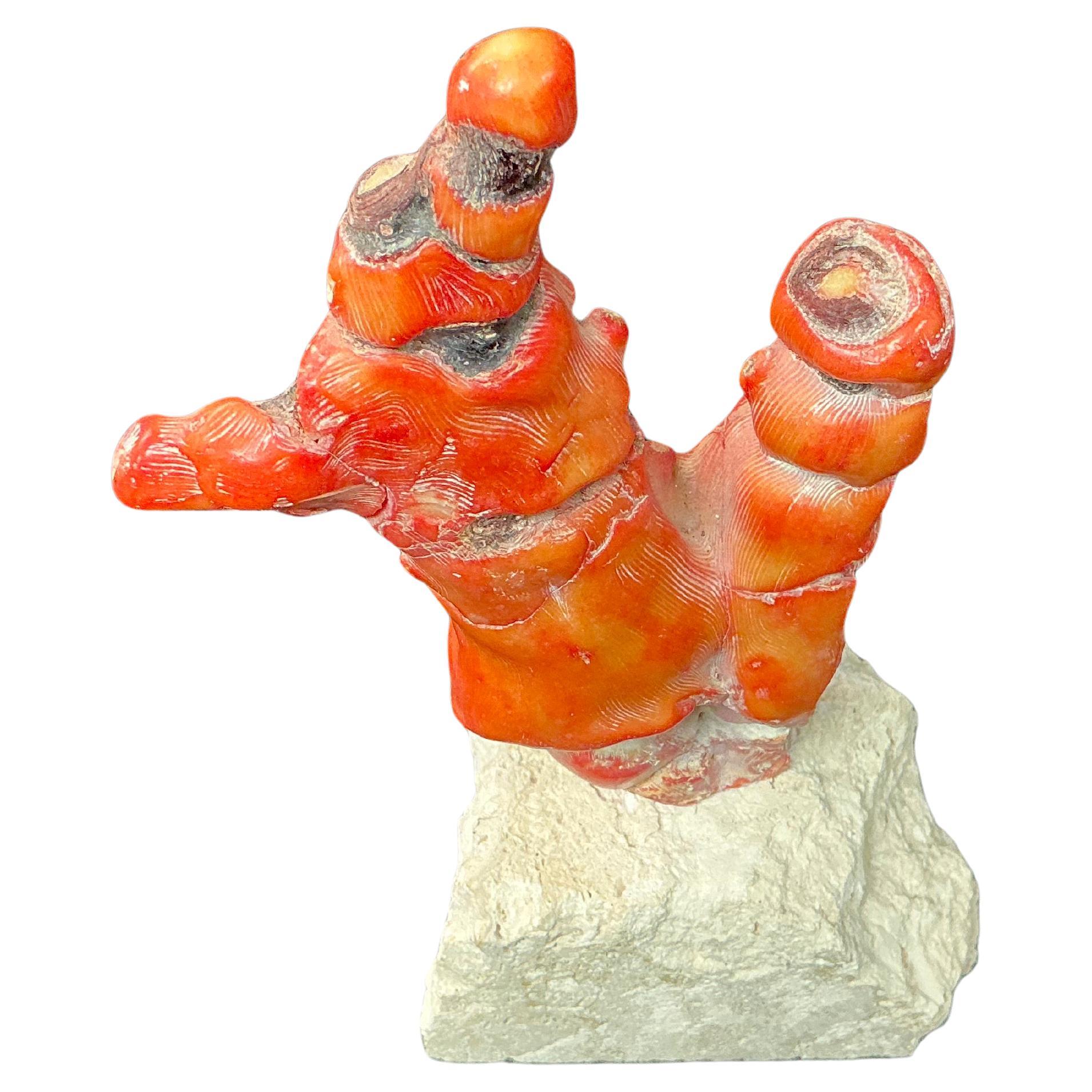 Grande esemplare di corallo rosso su base di pietra. Questo straordinario ramo di corallo rosso naturale è montato su una base di pietra e mette in mostra la bellezza organica del corallo. Questo esemplare presenta vibranti tonalità rosso-arancio,