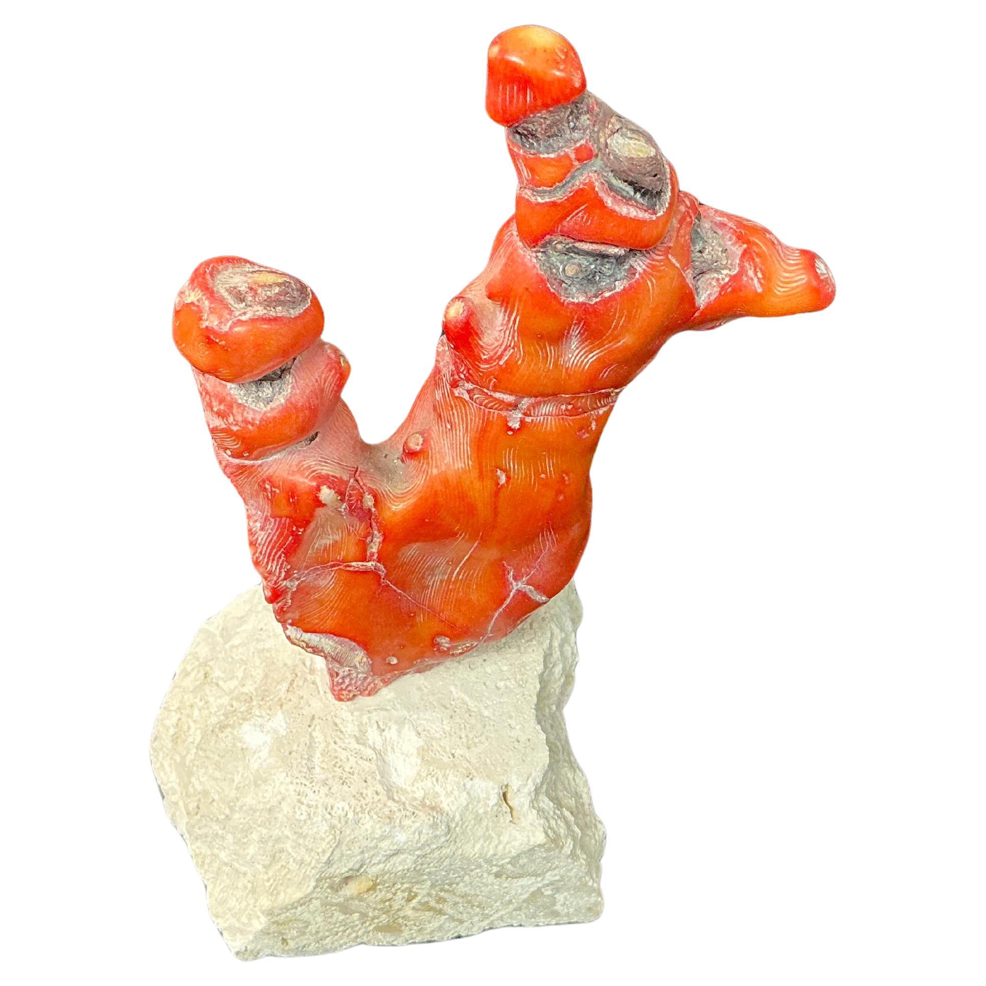 Organico moderno Grande Branch di corallo rosso su supporto in vendita