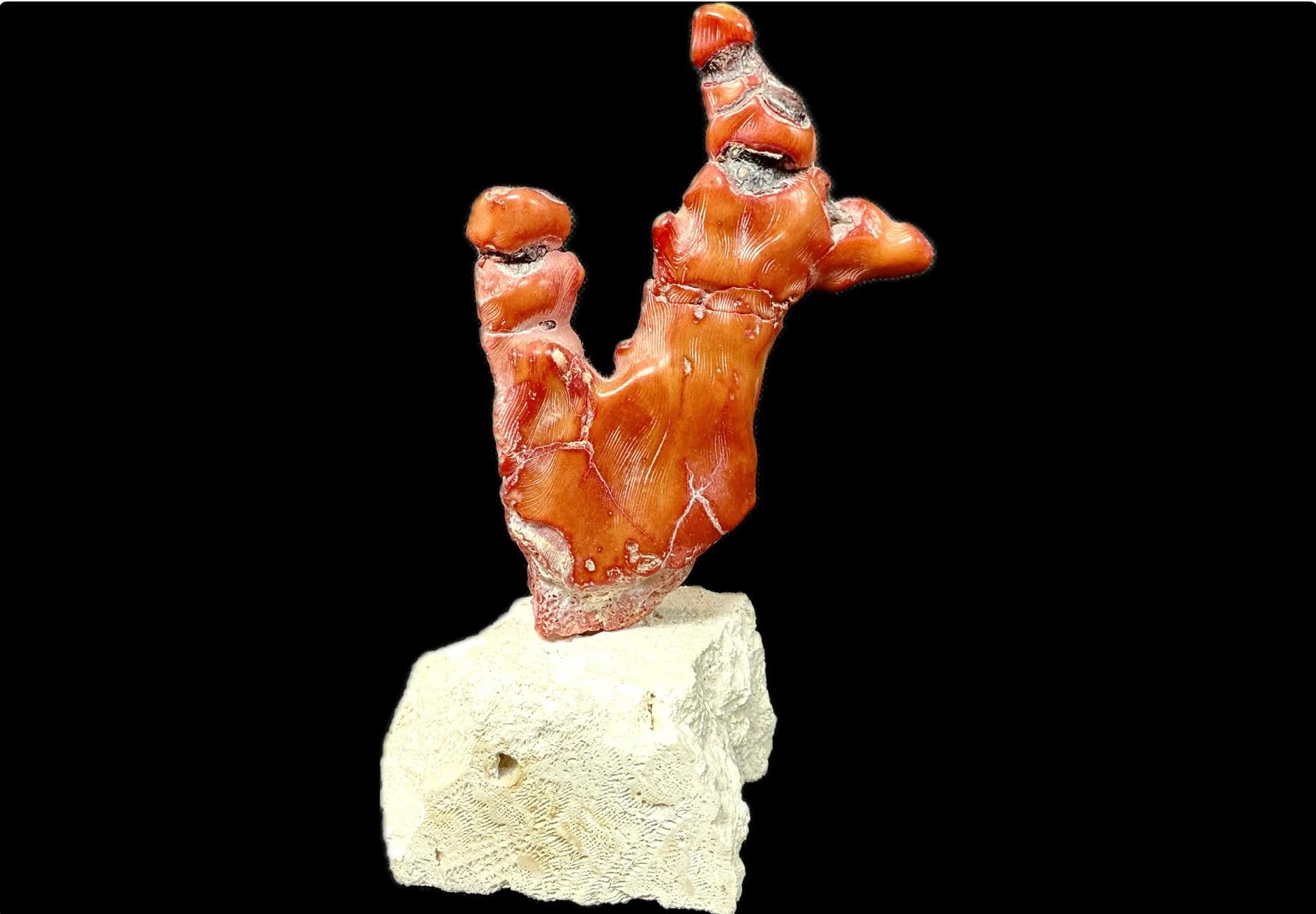 Grande Branch di corallo rosso su supporto in vendita 1