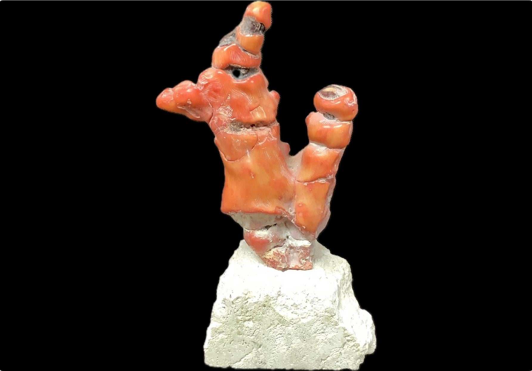 Grande Branch di corallo rosso su supporto in vendita 2