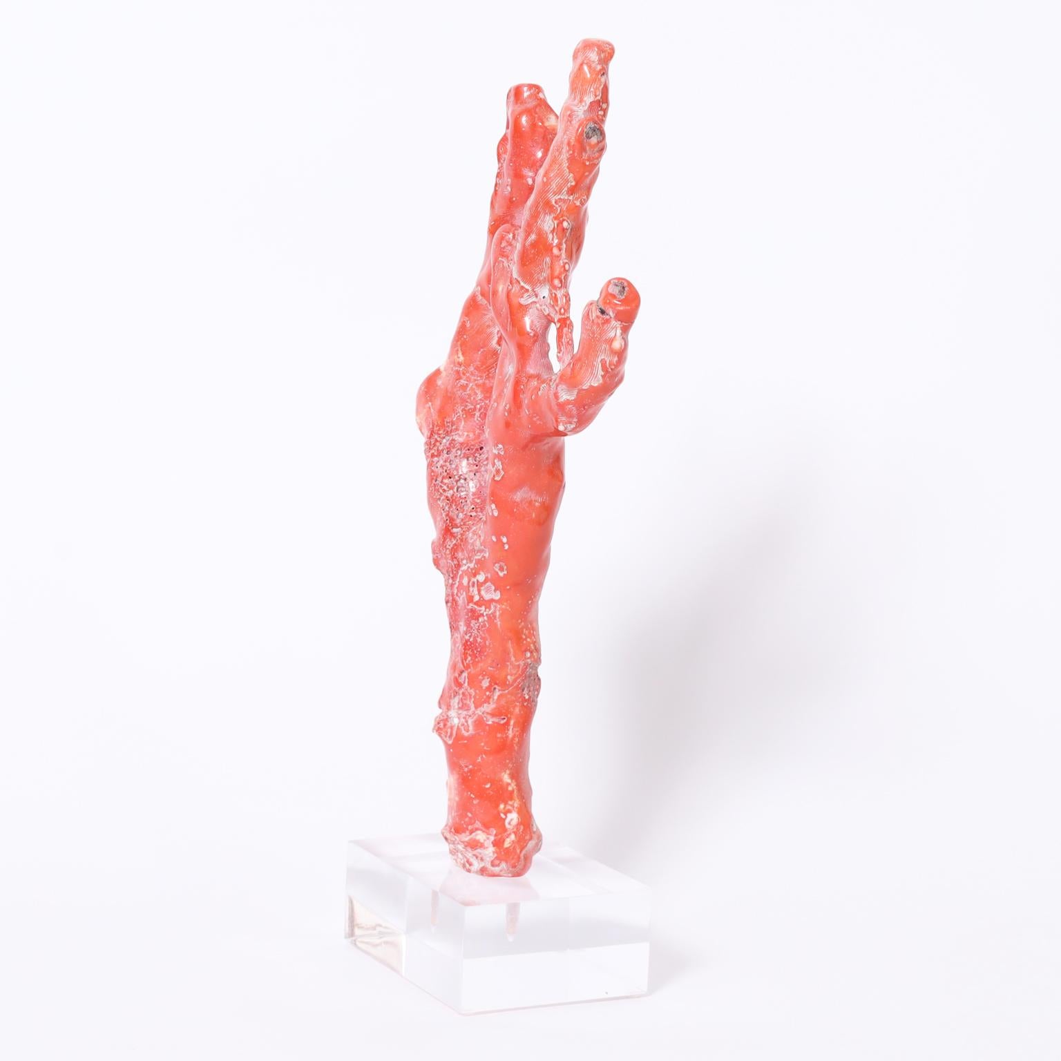 Striking large organic red coral specimen with its unique ocean inspired form and alluring color. Presented on a lucite base to enhance the sculptural elements.

Available only in the United States of America, shipping outside of the country