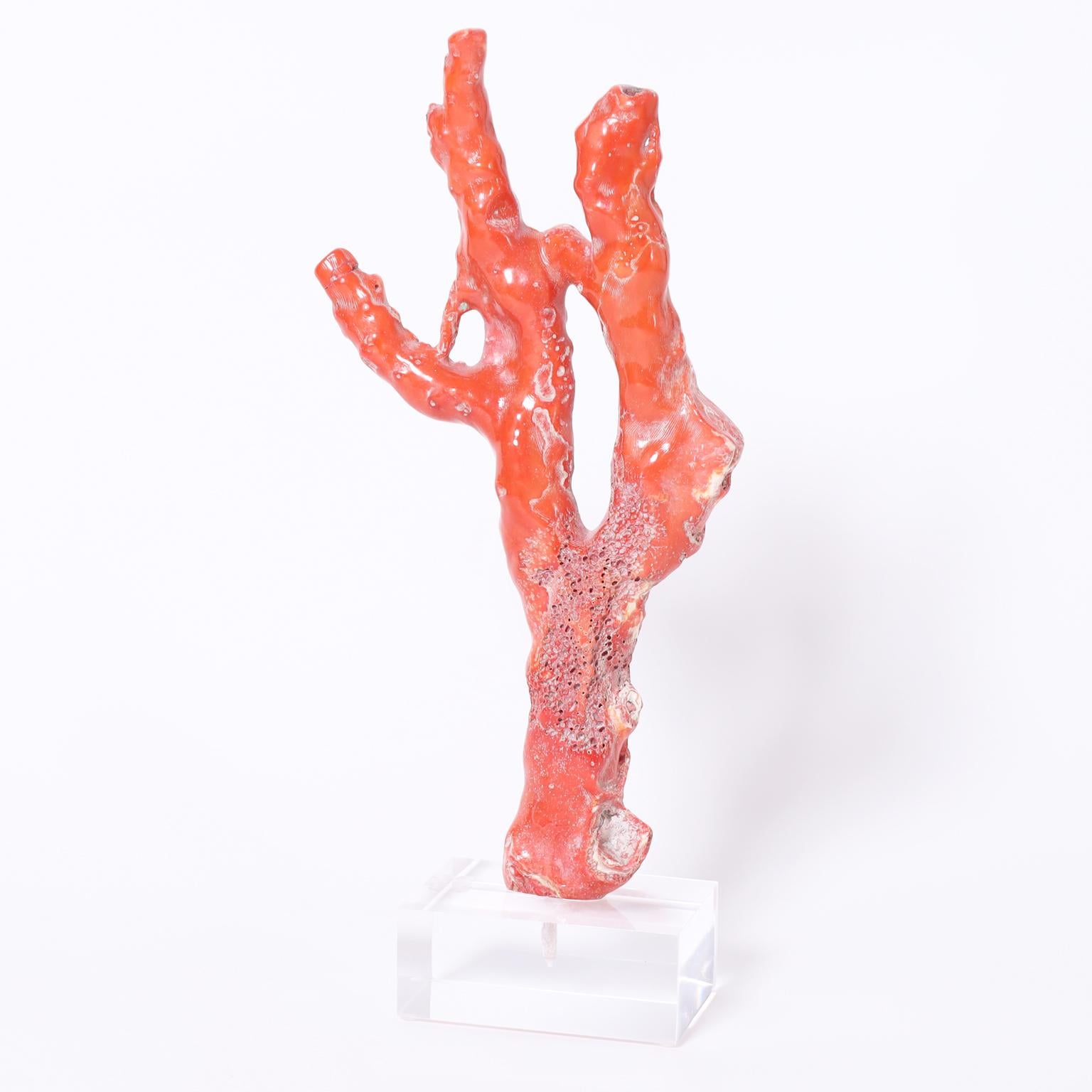 Organic Modern Large Red Coral on Lucite For Sale