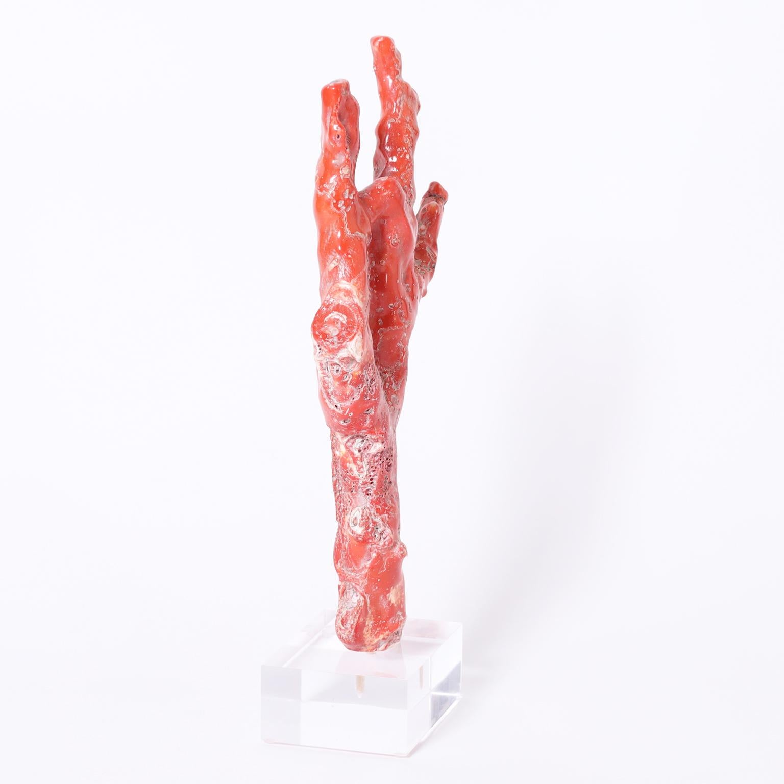 Chinese Large Red Coral on Lucite For Sale