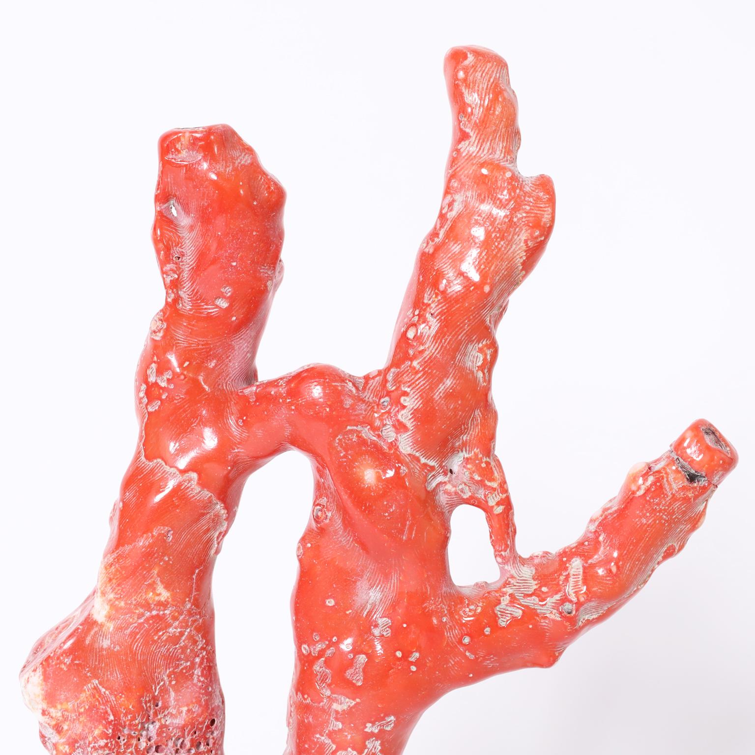 Polished Large Red Coral on Lucite For Sale