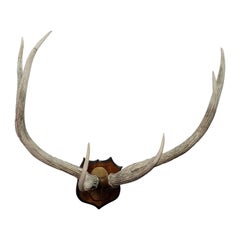Large Red Deer Trophy from Palace Salem, Germany