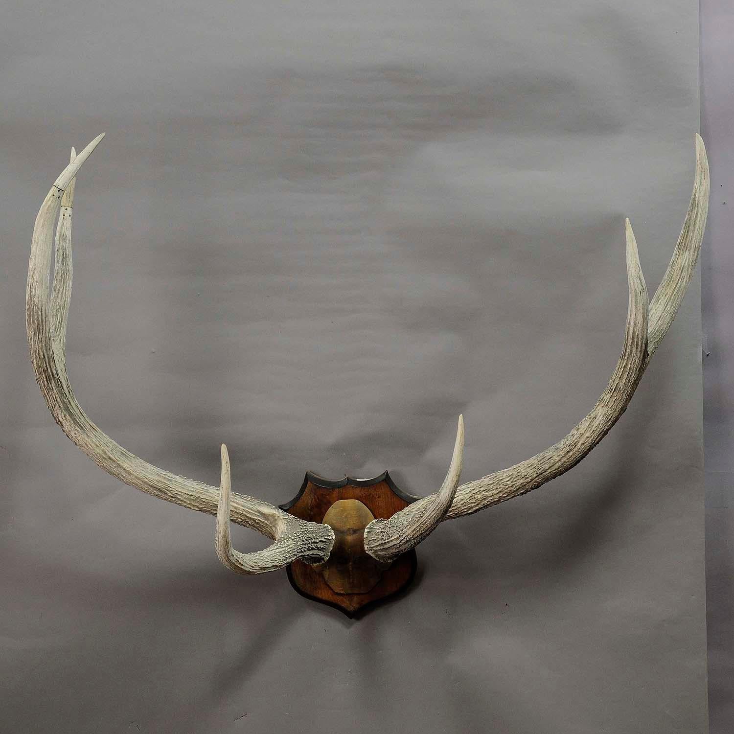 Black Forest Large Red Deer Trophy from Palace Salem, Germany For Sale