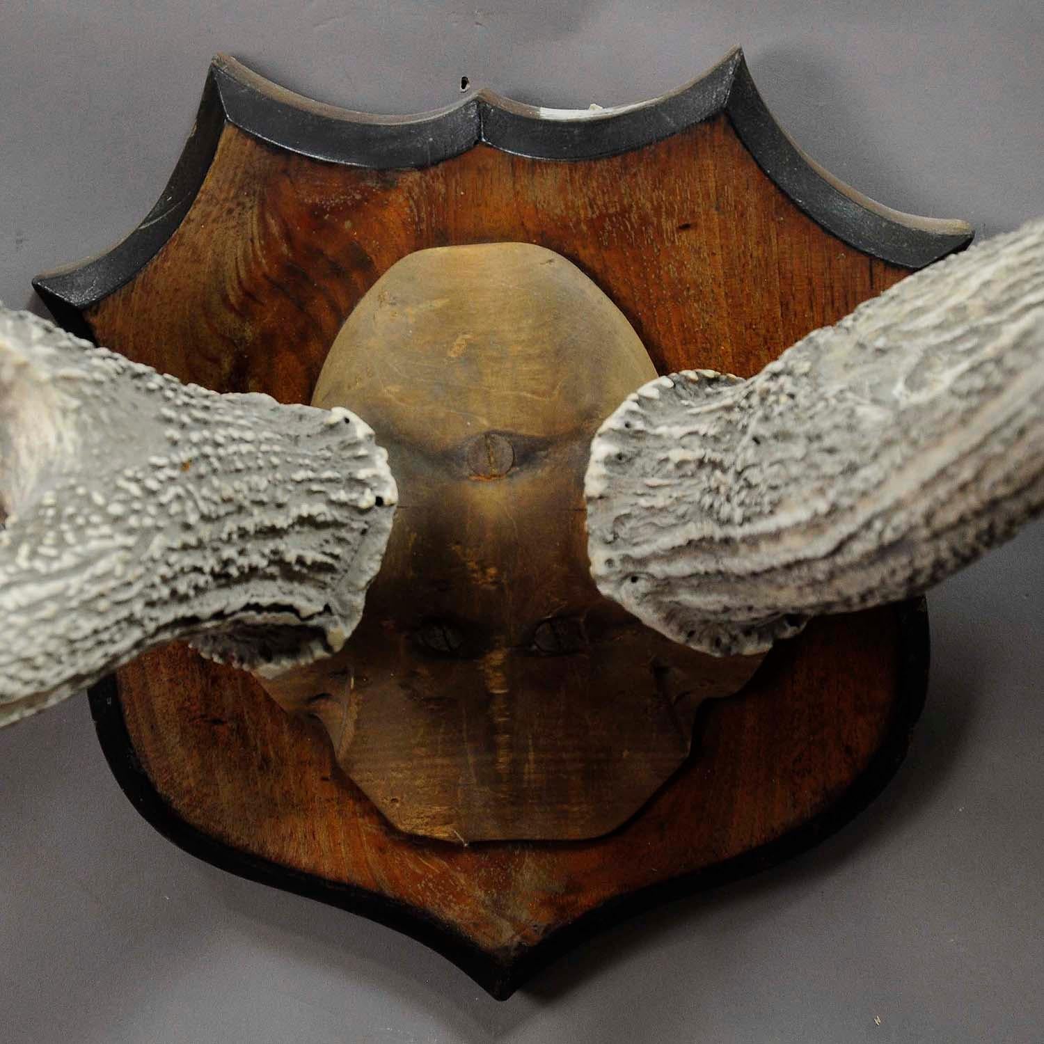Large Red Deer Trophy from Palace Salem, Germany In Good Condition For Sale In Berghuelen, DE