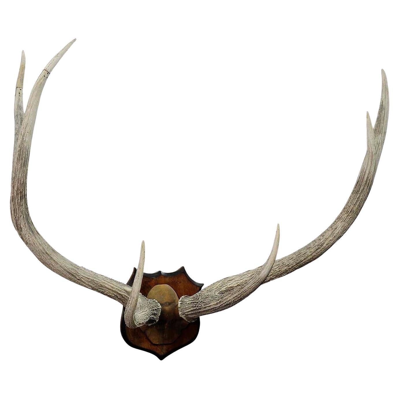 Large Red Deer Trophy from Palace Salem, Germany For Sale