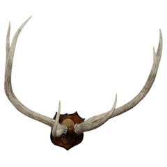 Large Red Deer Trophy from Palace Salem, Germany