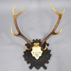 Gran trofeo de ciervo rojo en placa tallada - Baviera 1933