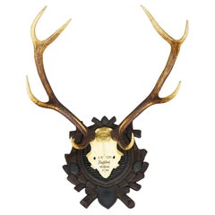 Large Red Deer Trophy on Carved Plaque - Bavaria 1933