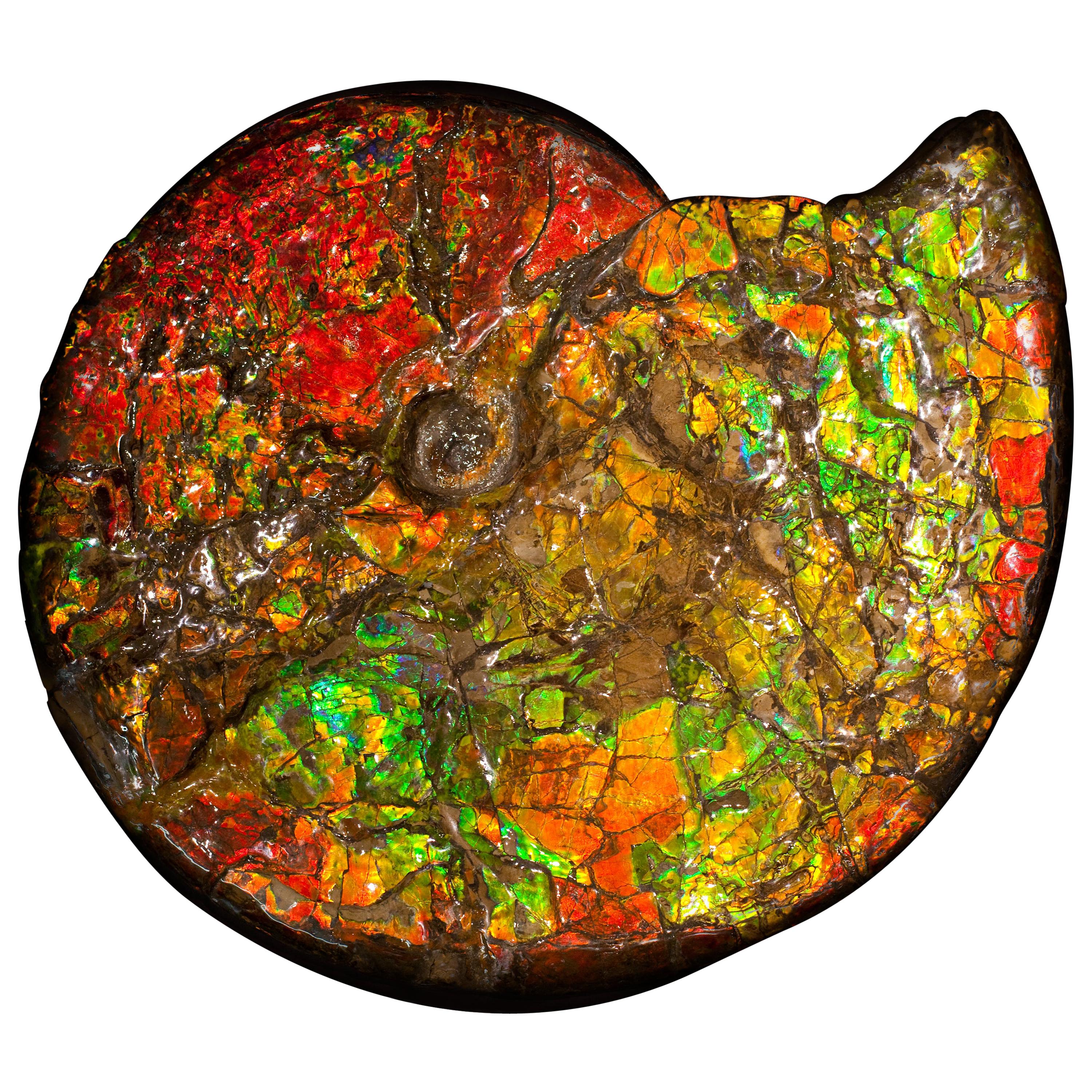 Large Red & Green Iridescent Ammonite from Canada