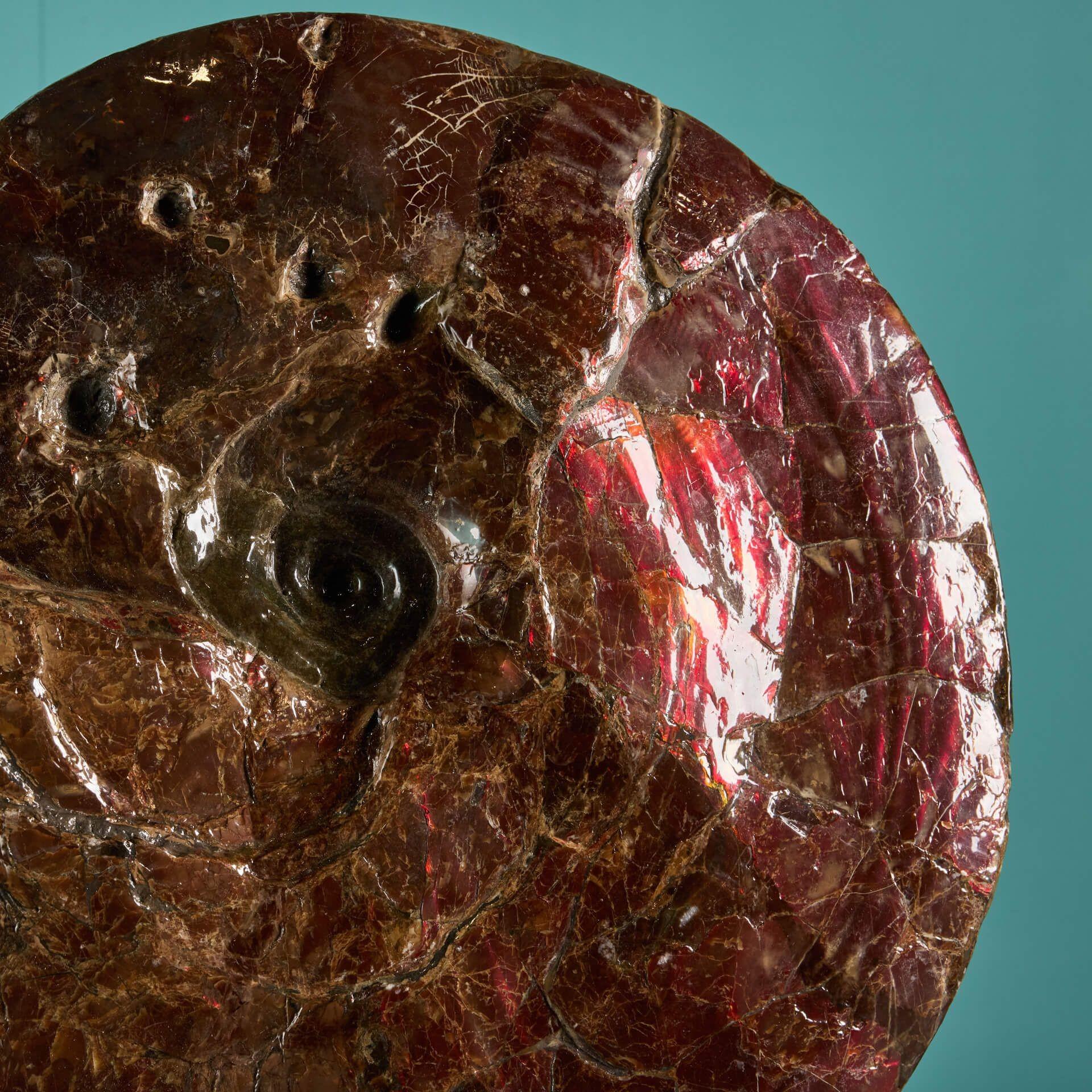 Ein großes, rot schillerndes Ammonitenfossil aus der späten Kreidezeit (vor 100,5 bis 66 Millionen Jahren). Dieser riesige Plancenticeras-Ammonit ist etwa 16 Zentimeter groß und hat einen irisierenden Glanz, der einen leuchtend roten Farbton zeigt.