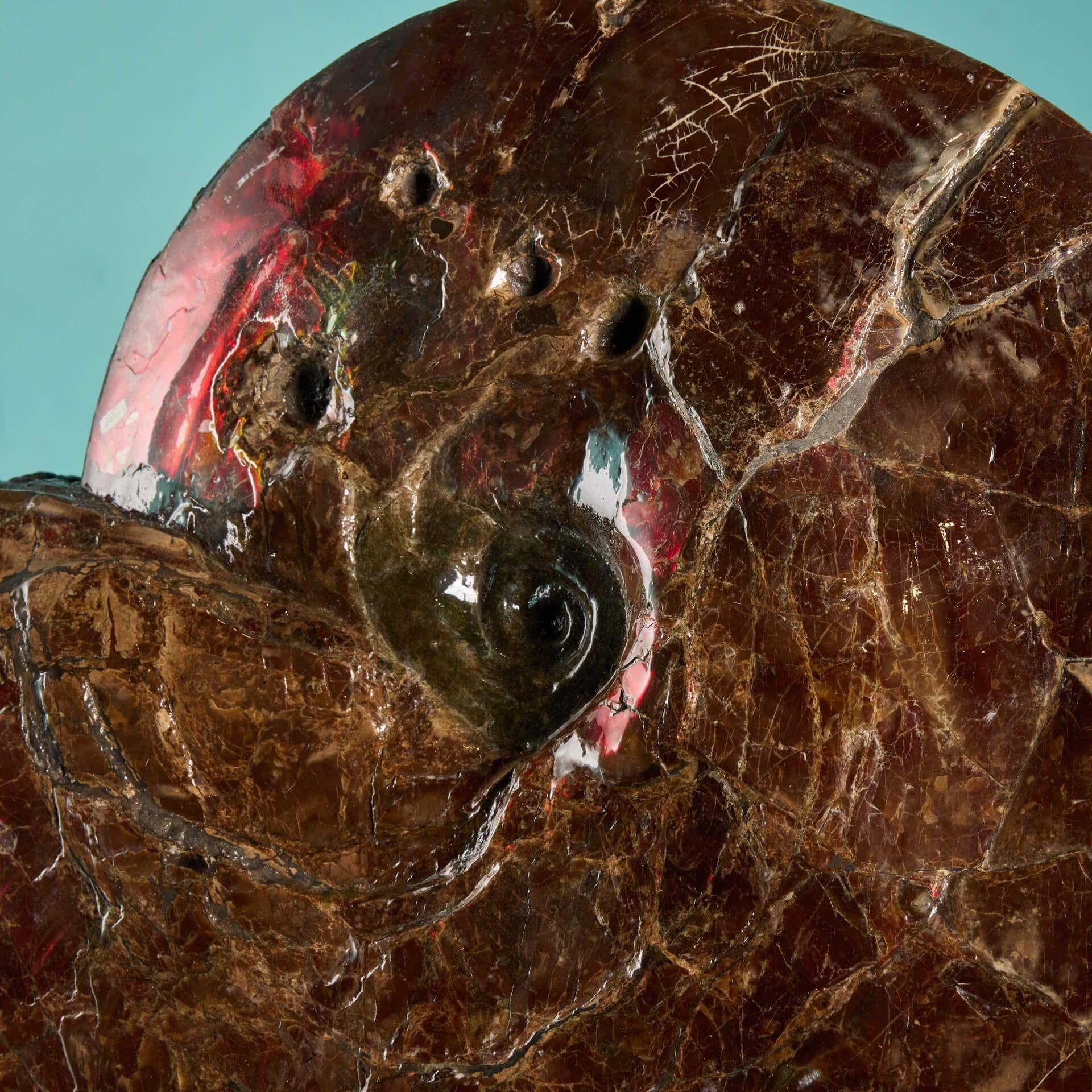 Großes rotes schillerndes Ammonit-Fossil im Zustand „Gut“ im Angebot in Wormelow, Herefordshire