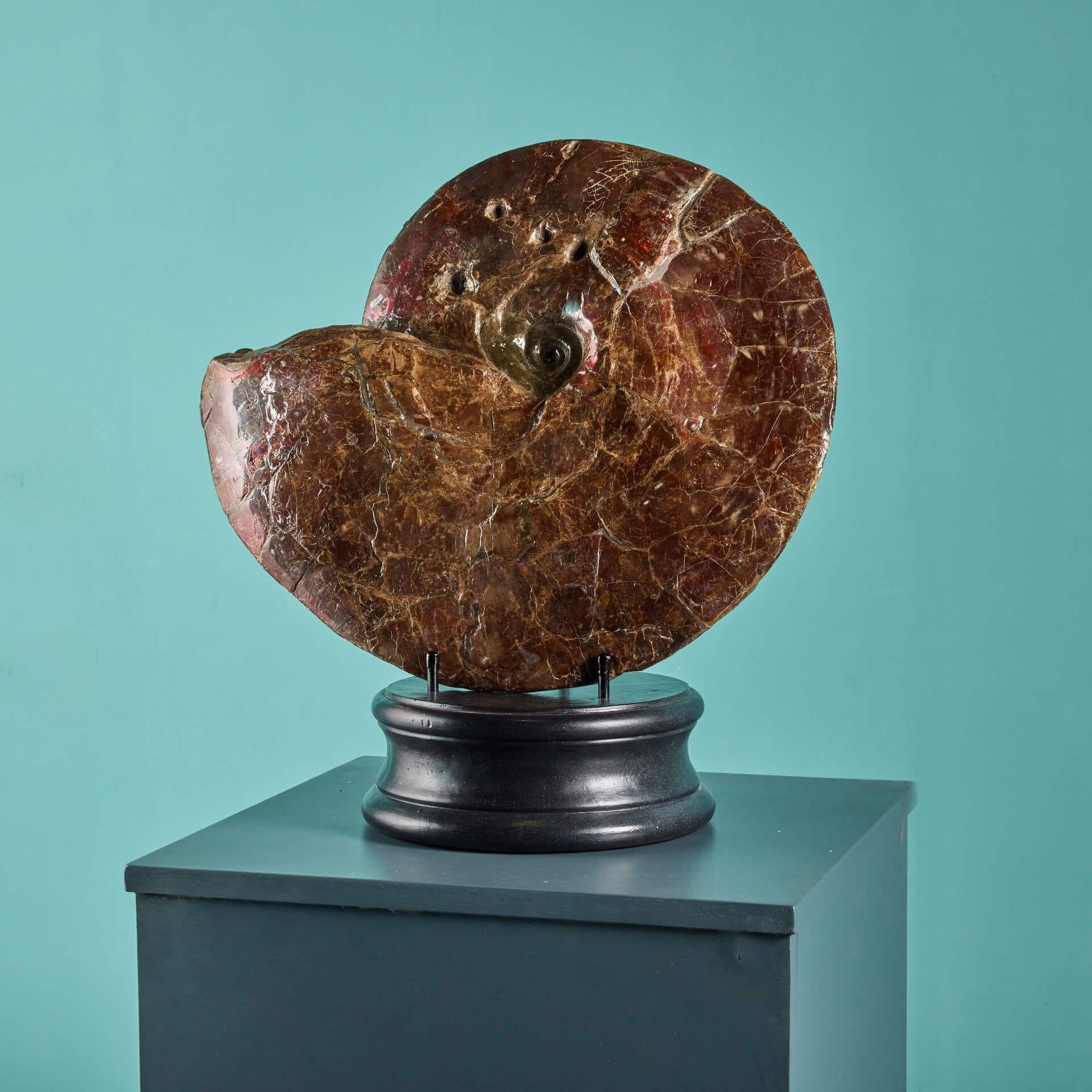 18th Century and Earlier Large Red Iridescent Ammonite Fossil For Sale