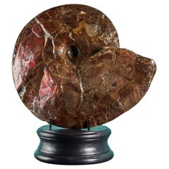 Großes rotes schillerndes Ammonit-Fossil