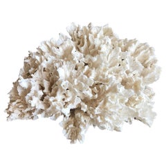 Large Rugosa Coral