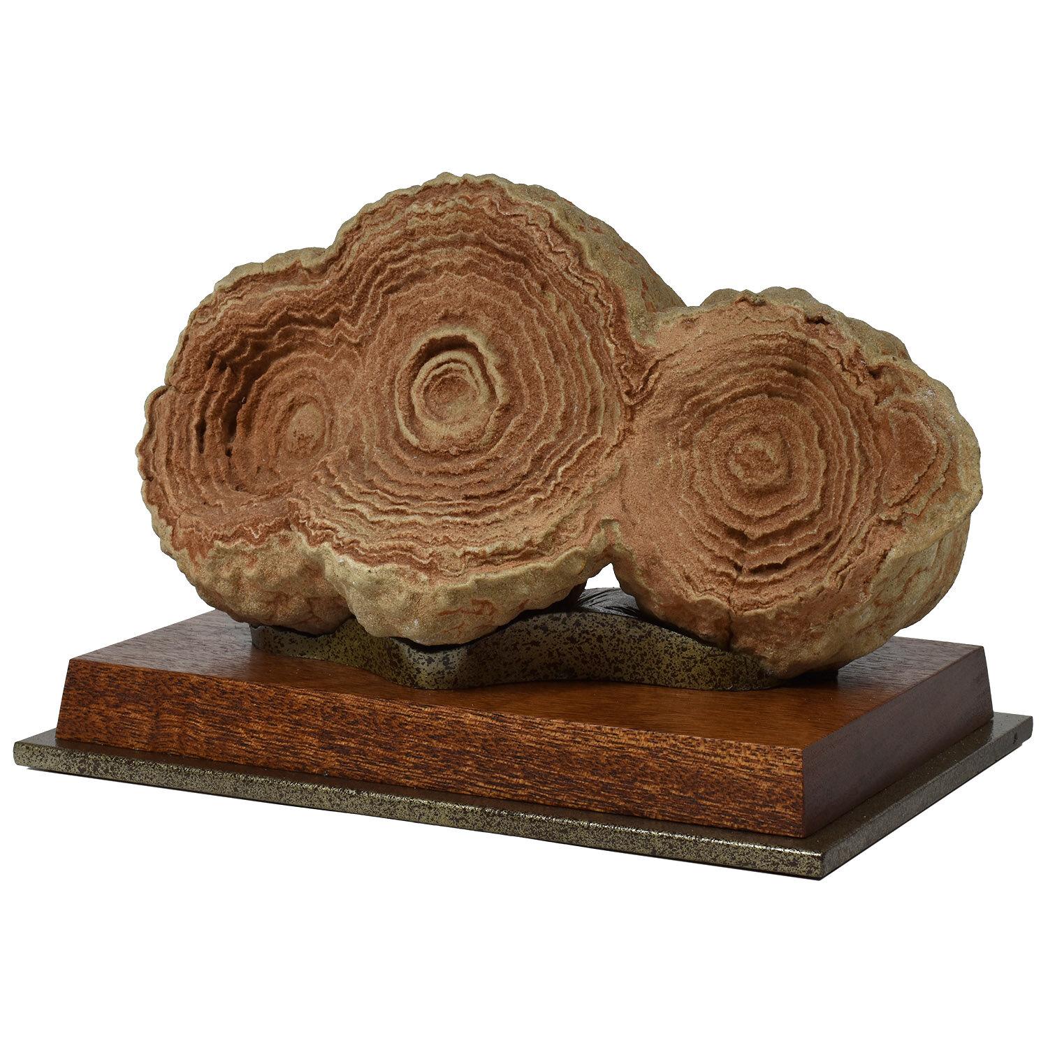 Large sandstone concretion, natural mineral specimen

Sahara desert, prehistoric

Measures: Height on custom display stand 6.25 in. / 16 cm

These “radio dial” or “headlamp” fossils with their timeless spherical form and textural “blooms” are