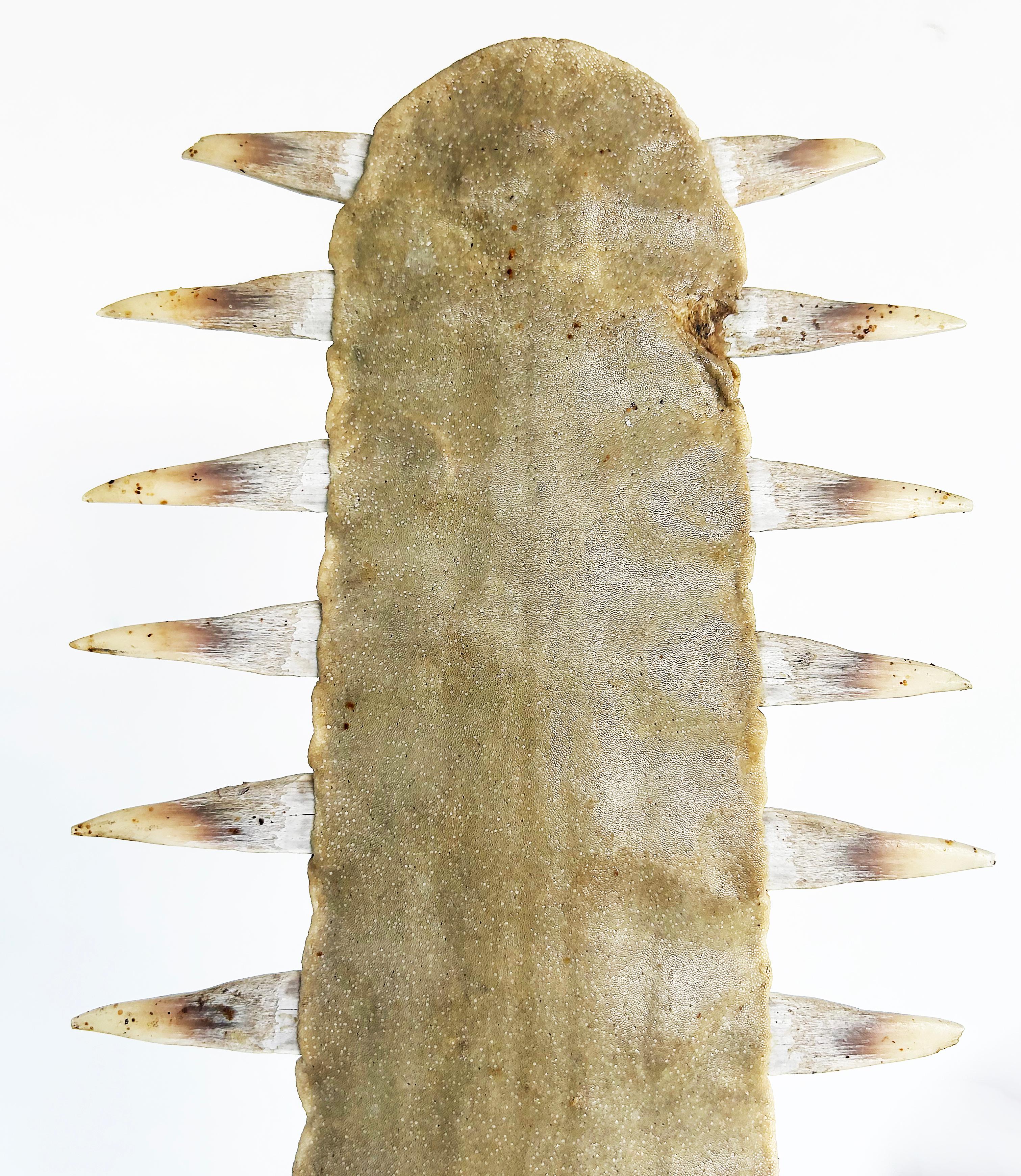 Large Sawfish Bill Rostrum Trophy Mounted on Chrome, Lucite, 1970s For Sale 6
