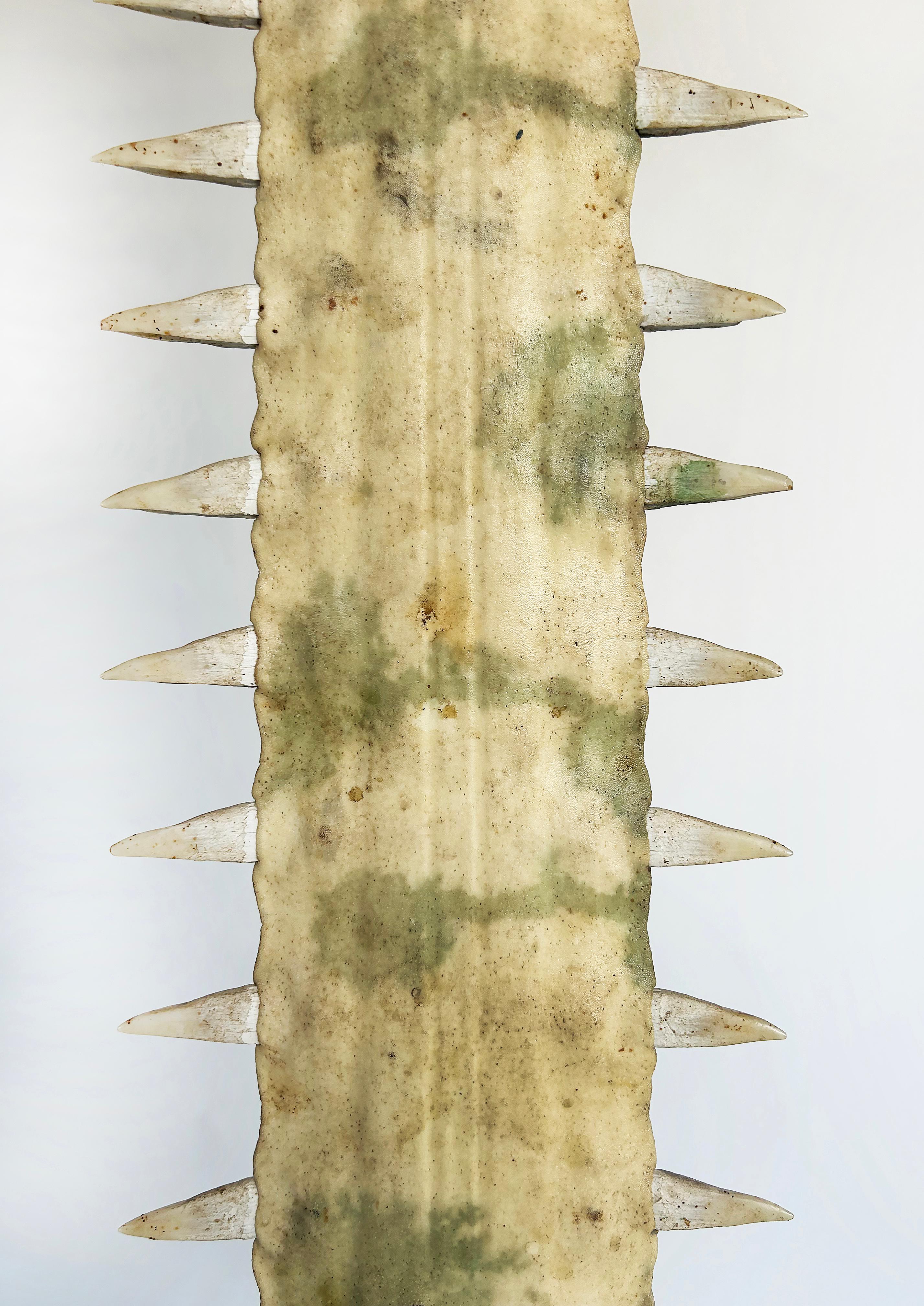 Large Sawfish Bill Rostrum Trophy Mounted on Chrome, Lucite, 1970s For Sale 7