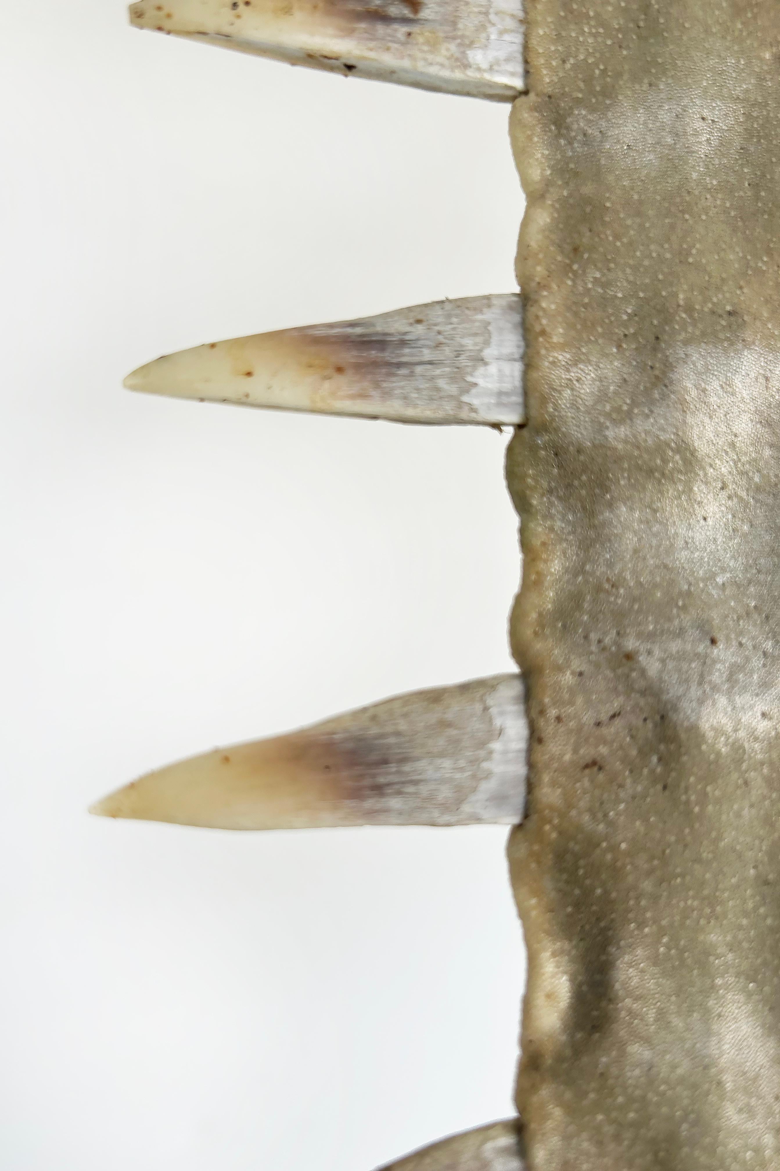 Large Sawfish Bill Rostrum Trophy Mounted on Chrome, Lucite, 1970s For Sale 10