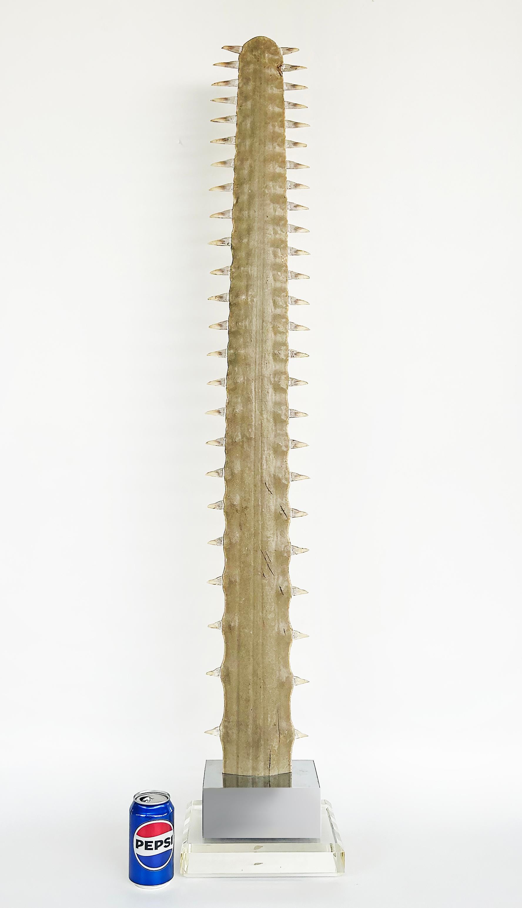 Large Sawfish Bill Rostrum Trophy Mounted on Chrome, Lucite, 1970s


Offered for sale is a vey large Sawfish rostrum that has been mounted on a chrome plinth and a Lucite base. This billfish trophy was acquired from Cundif in Sarasota , FL. and has