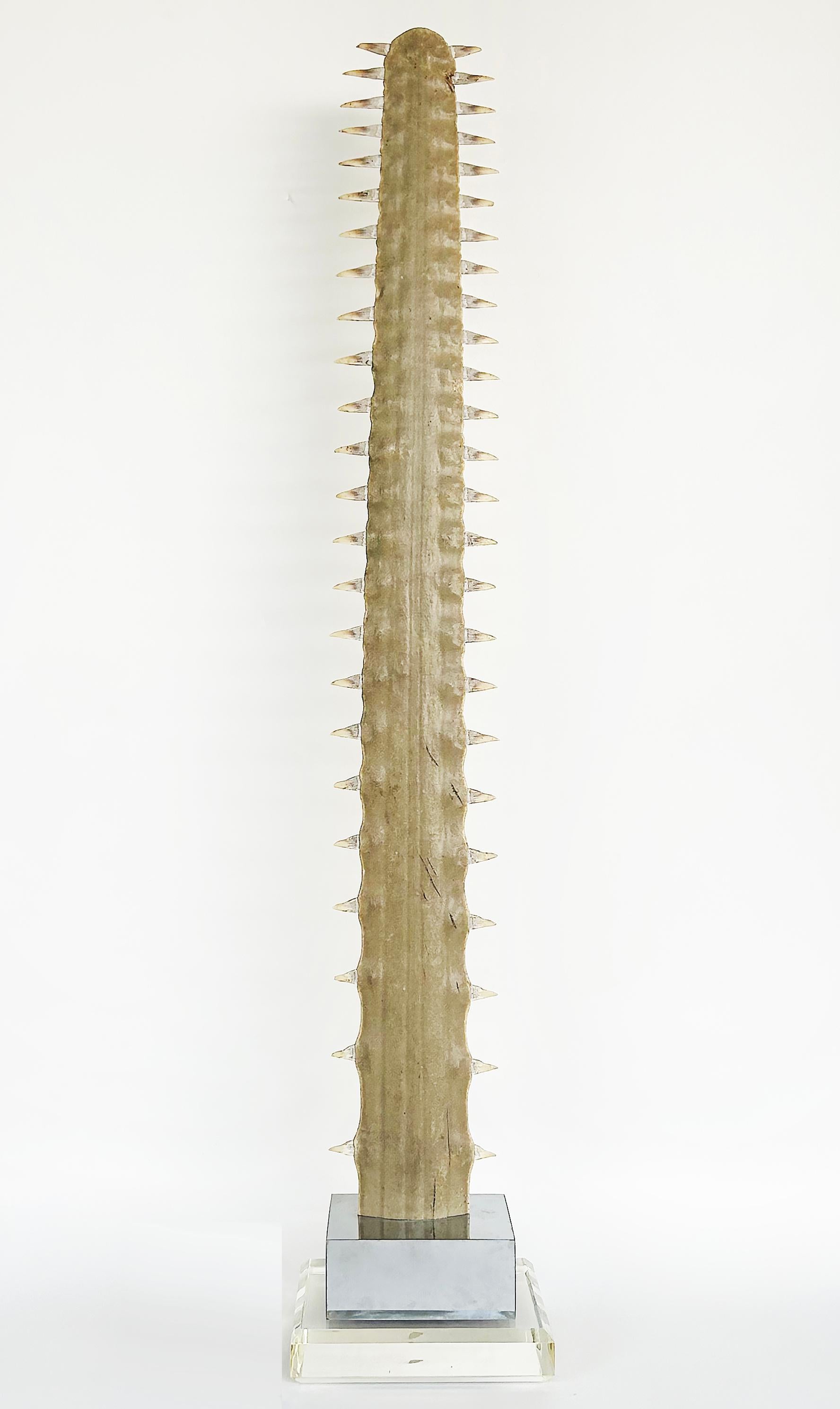 American Large Sawfish Bill Rostrum Trophy Mounted on Chrome, Lucite, 1970s For Sale