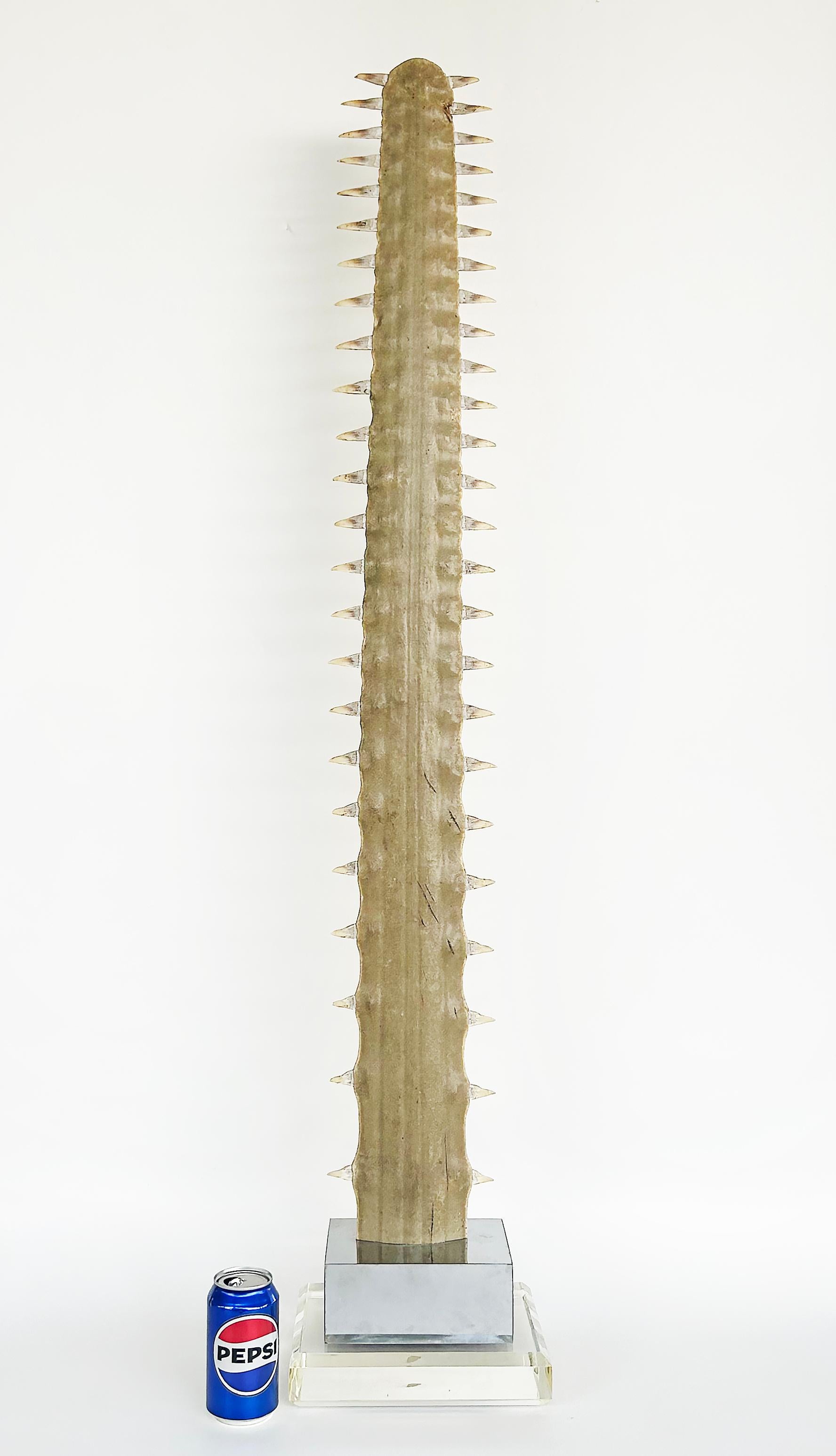 Large Sawfish Bill Rostrum Trophy Mounted on Chrome, Lucite, 1970s In Good Condition For Sale In Miami, FL