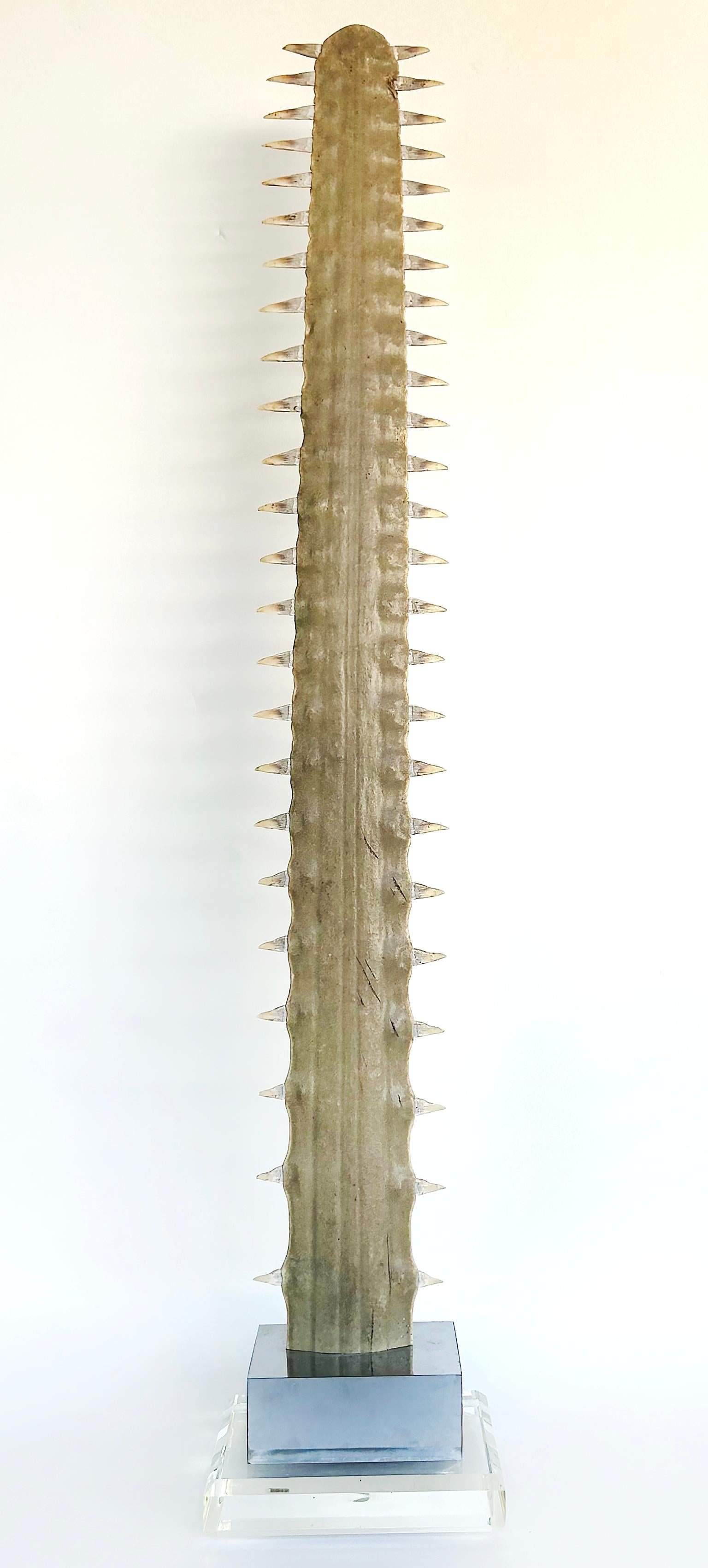 Large Sawfish Bill Rostrum Trophy Mounted on Chrome, Lucite, 1970s For Sale 1