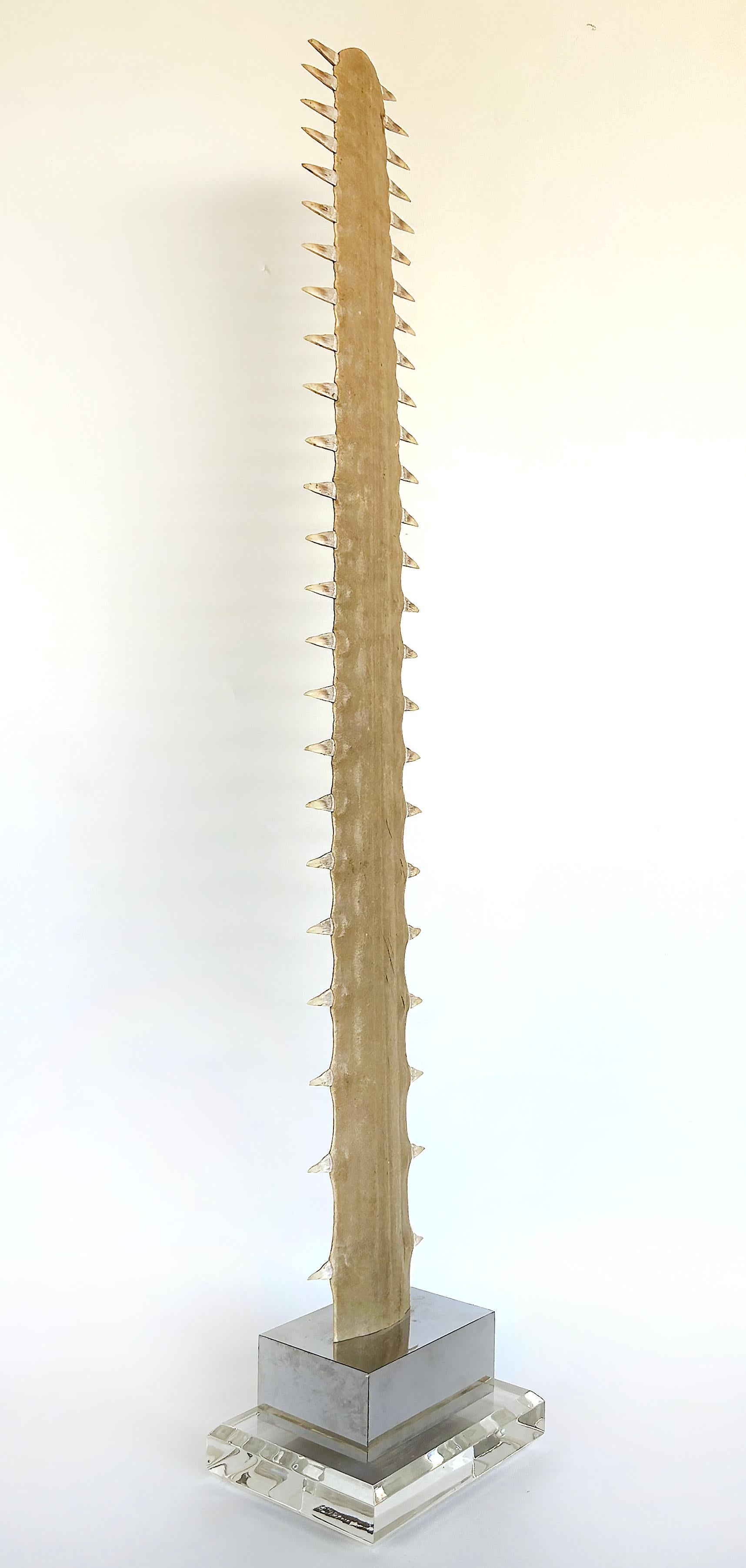 Large Sawfish Bill Rostrum Trophy Mounted on Chrome, Lucite, 1970s For Sale 2