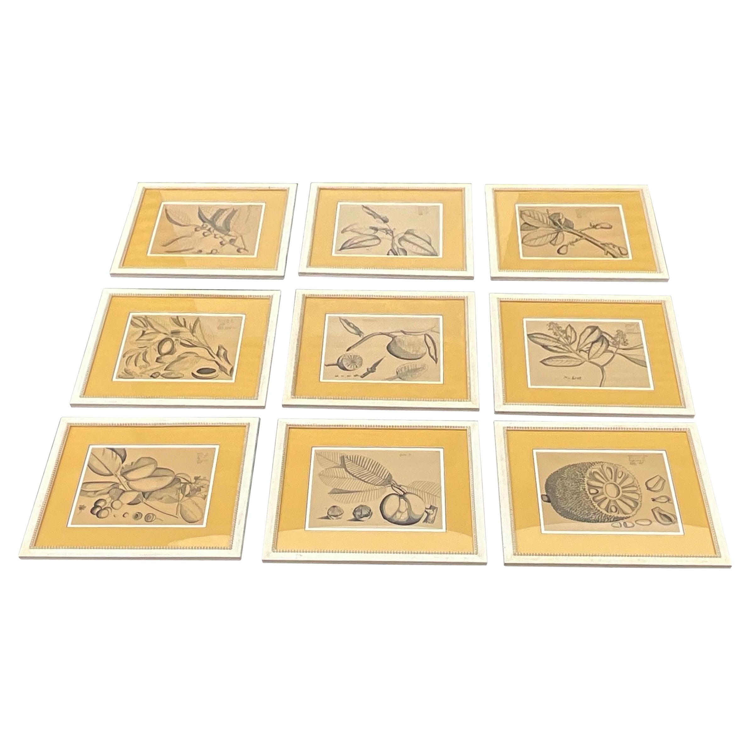 Large Scale British Colonial Style Gerahmte tropische Früchte / Botanicals -S/9 im Angebot