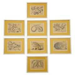 Frutta tropicale con cornice in stile British Colonial di grandi dimensioni -S/9