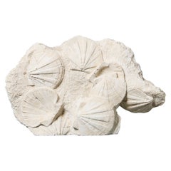 Large Scale Fossil Matrix Plate Of Saint-Jacques Pecten Scallop Shells