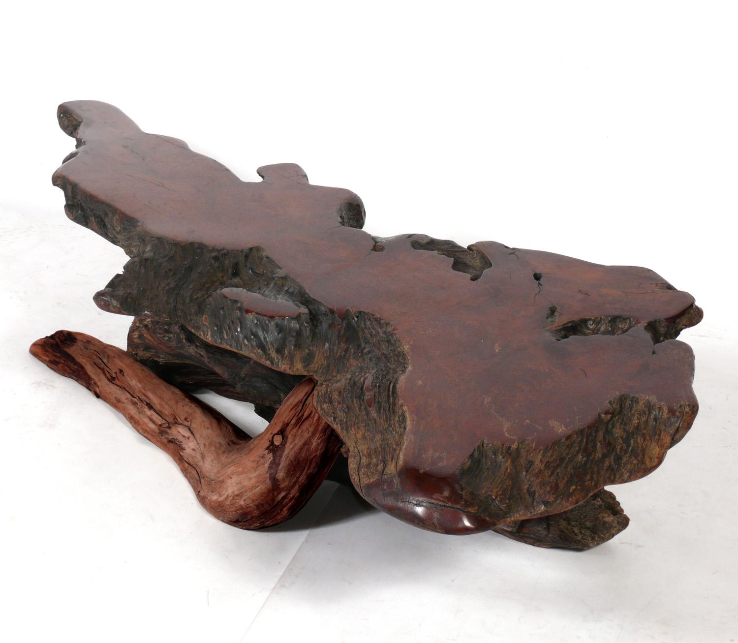Table basse en bois rouge organique de grande taille, américaine, vers les années 1950. Il mesure une longueur impressionnante de 70