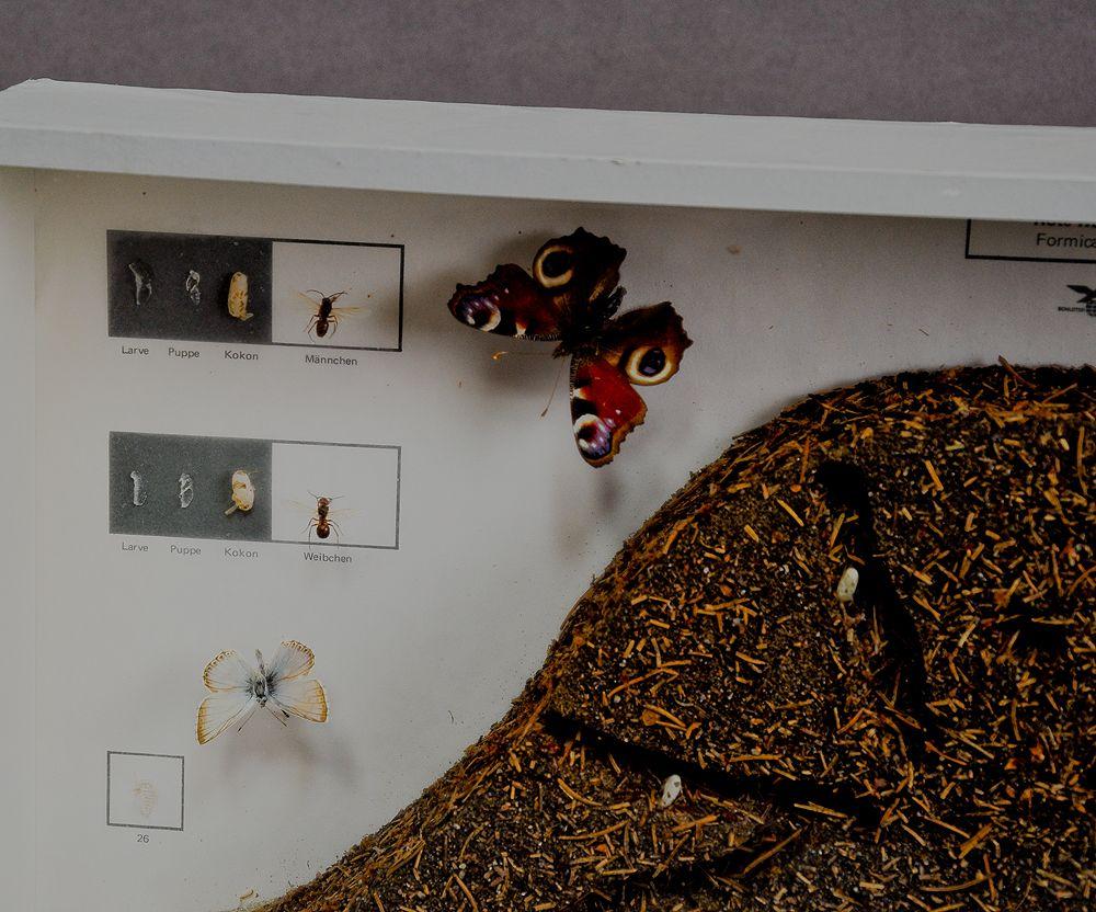 Allemand Grande exposition pédagogique scolaire Fourmilière de la fourmi rouge des bois en vente