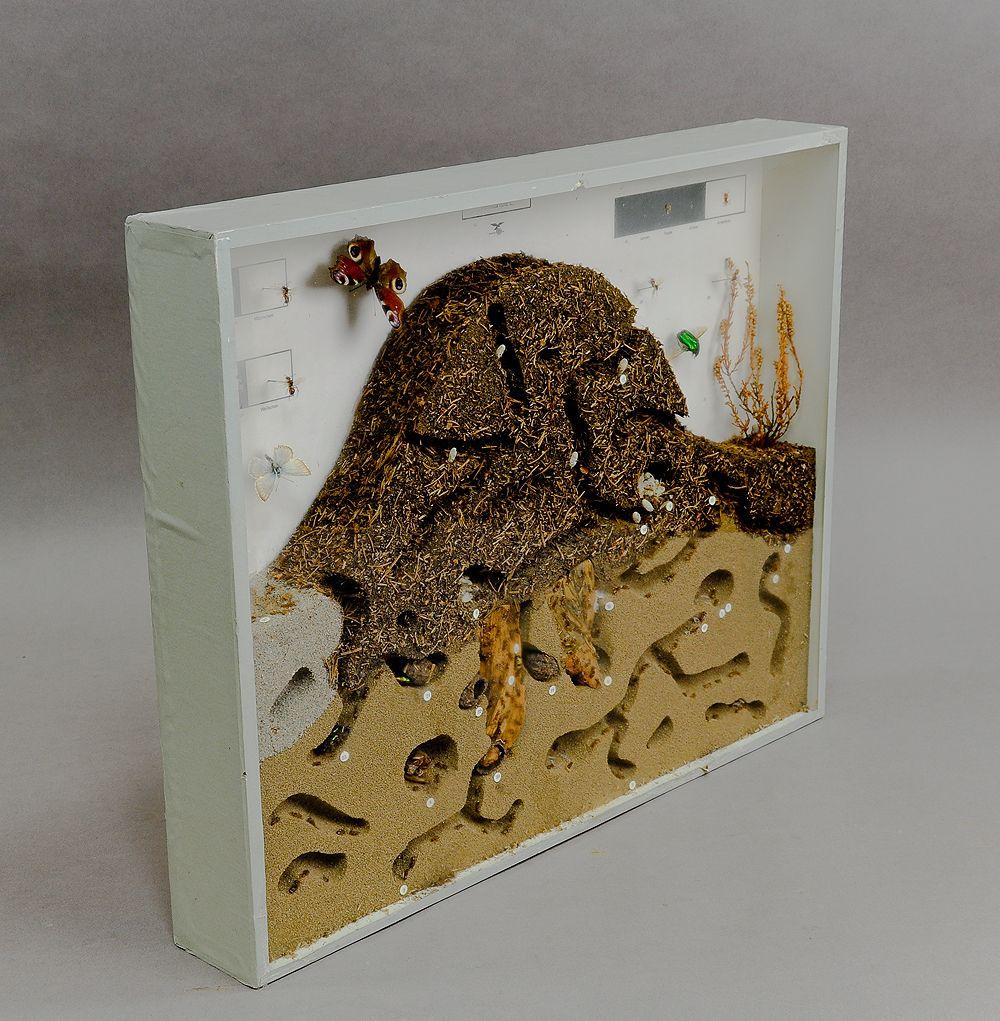 Grande exposition pédagogique scolaire Fourmilière de la fourmi rouge des bois Bon état - En vente à Berghuelen, DE