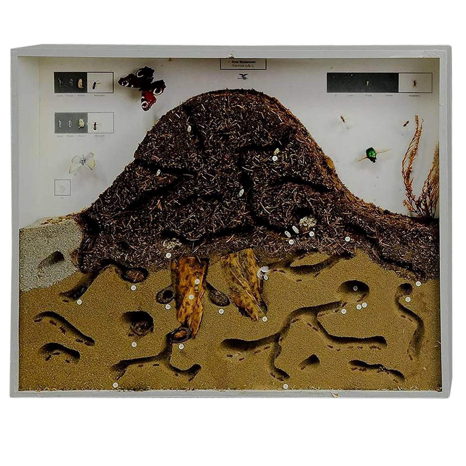 Large School Teaching Display Anthill of the Red Wood Ant For Sale