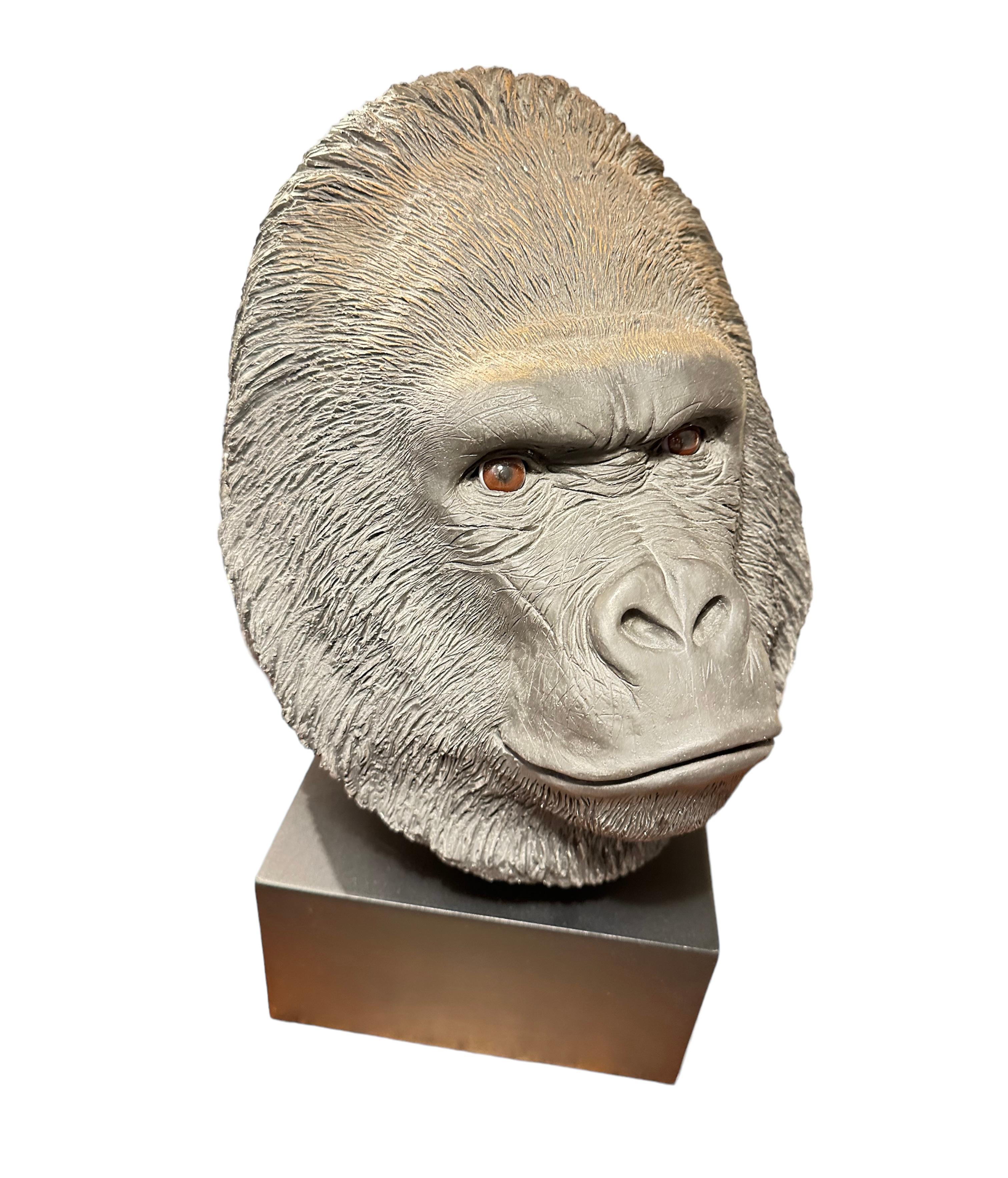 Great life like, large sculpted sandicast silverback Gorilla Head signed by artist Sandra Brue.

Very interesting to look at. 
As you walk to the room at almost appears at the eyes are following you definitely a conversation piece for any room
