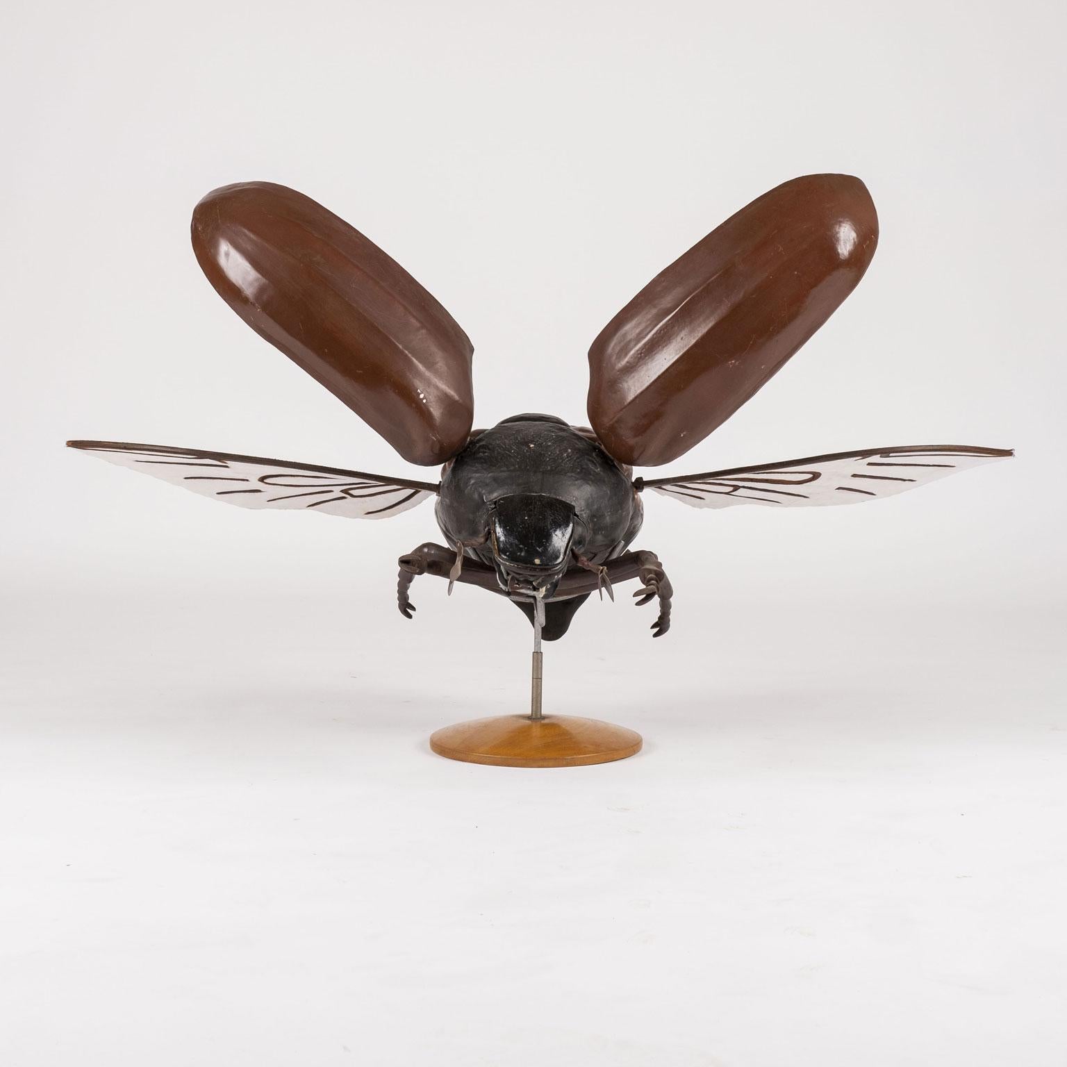 Grande sculpture d'un scarabée en vol. Il s'agit d'un grand modèle réduit (sur le socle d'origine) d'un scarabée utilisé pour l'enseignement de l'anatomie à Prague (vers 1950-1959). Le modèle est fabriqué à la main en papier mâché et en bois