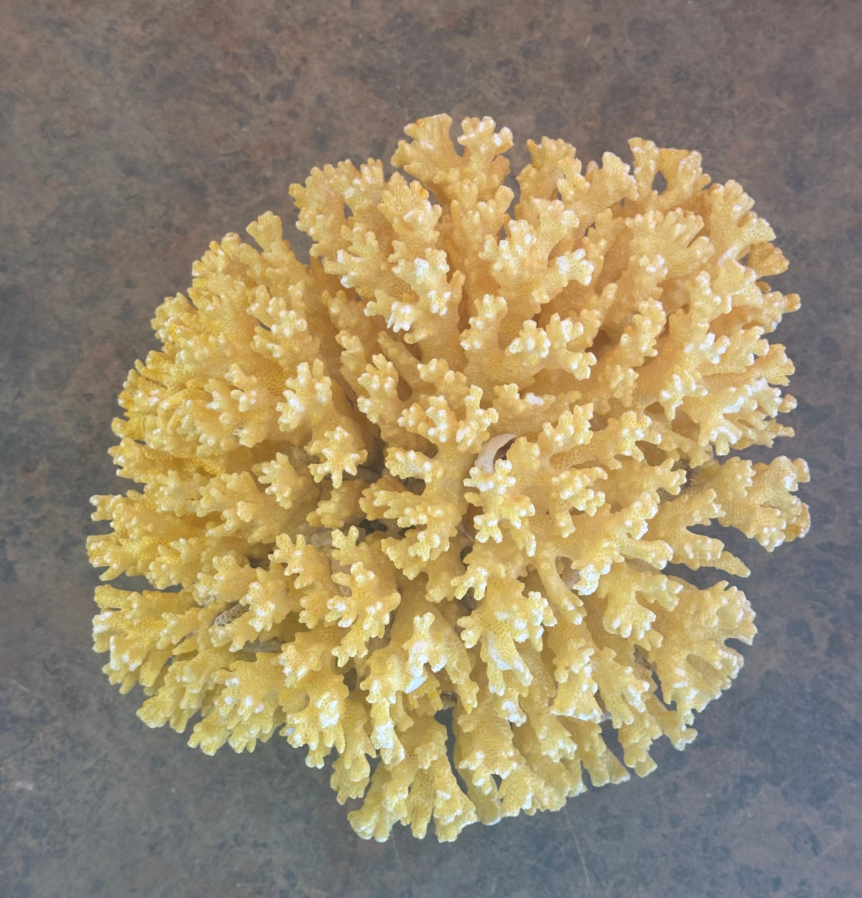 Eine große gelbe (gefärbte) Meereskoralle, ca. 1970er Jahre. Das Stück ist in gutem Zustand und misst 8,5 