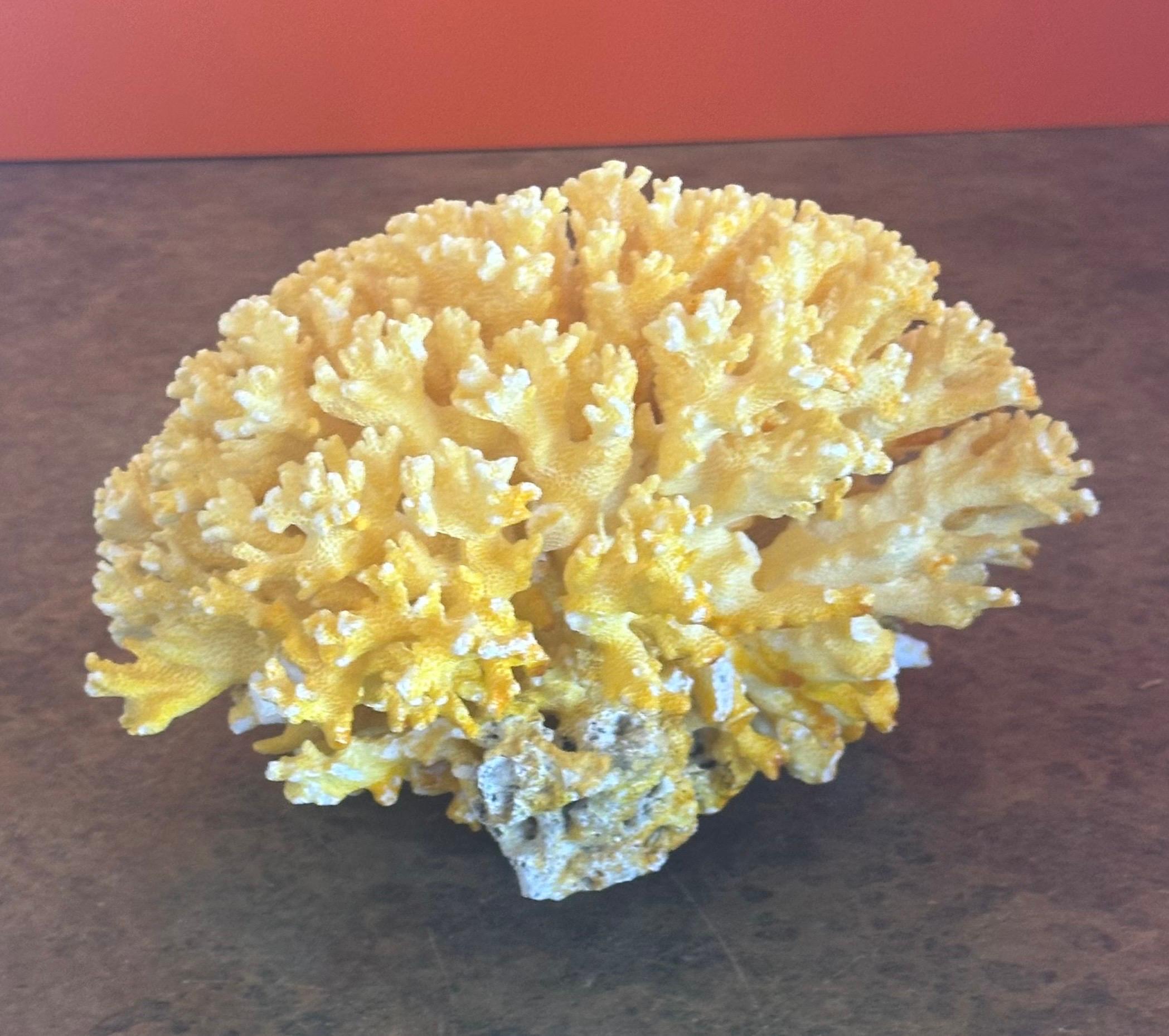American Large Sea Coral Specimen For Sale