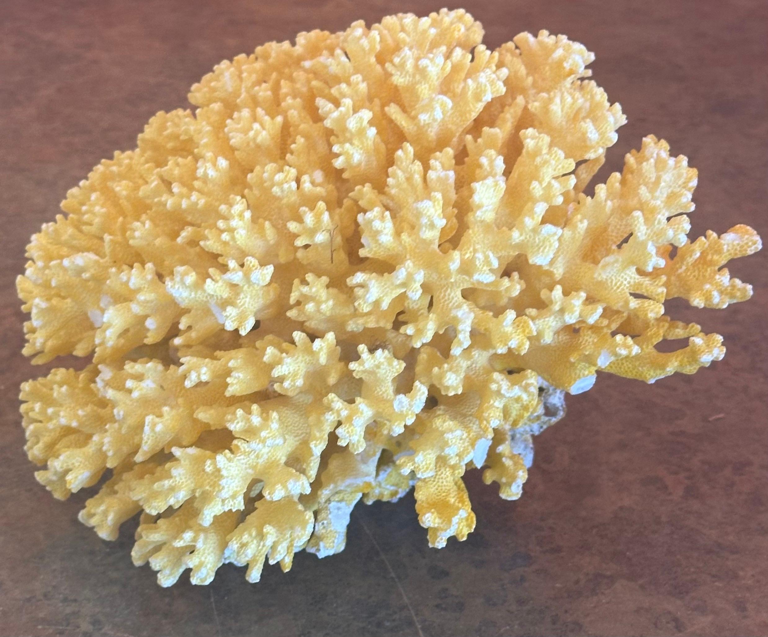Large Sea Coral Specimen In Good Condition For Sale In San Diego, CA