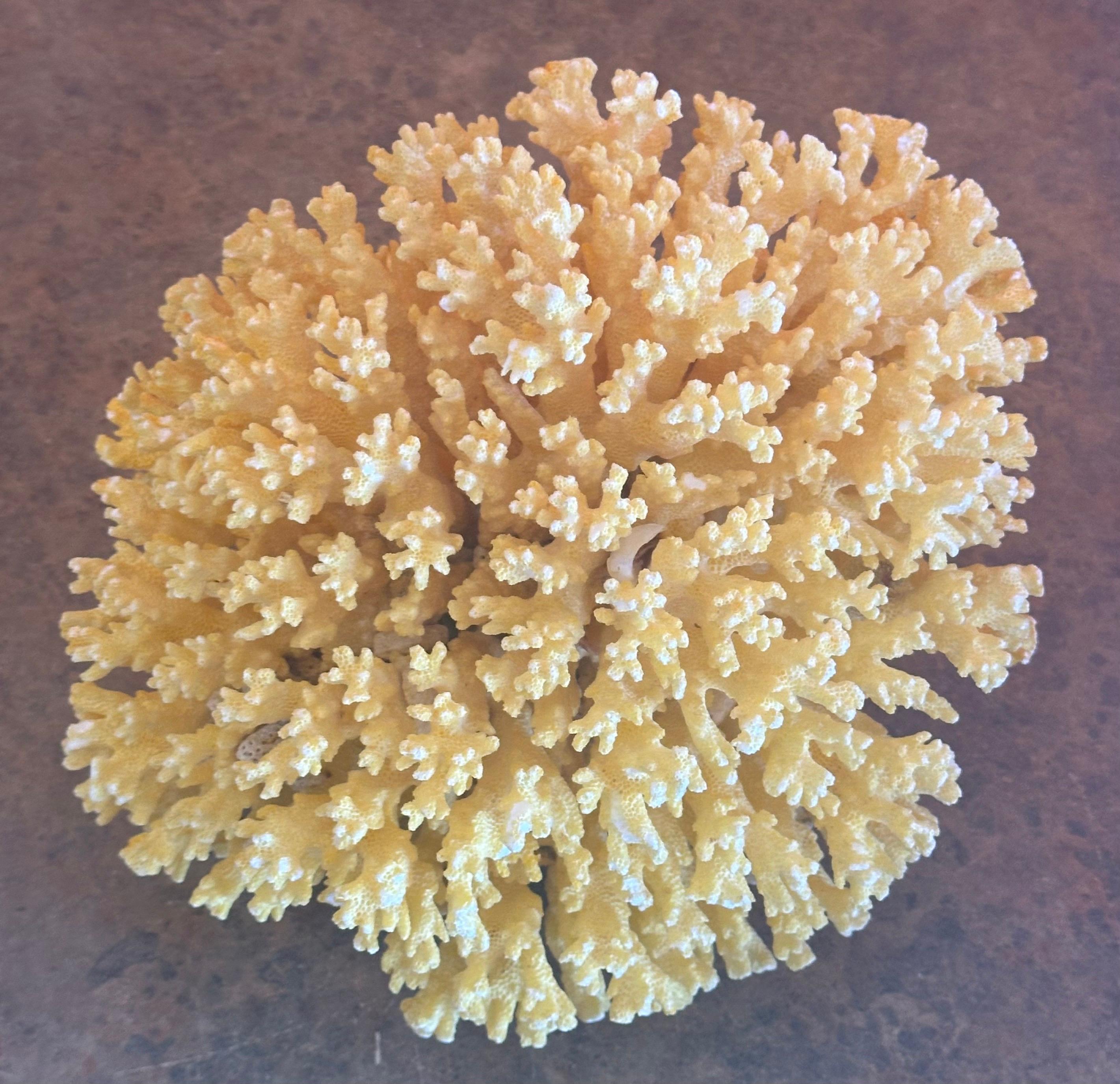 20th Century Large Sea Coral Specimen For Sale