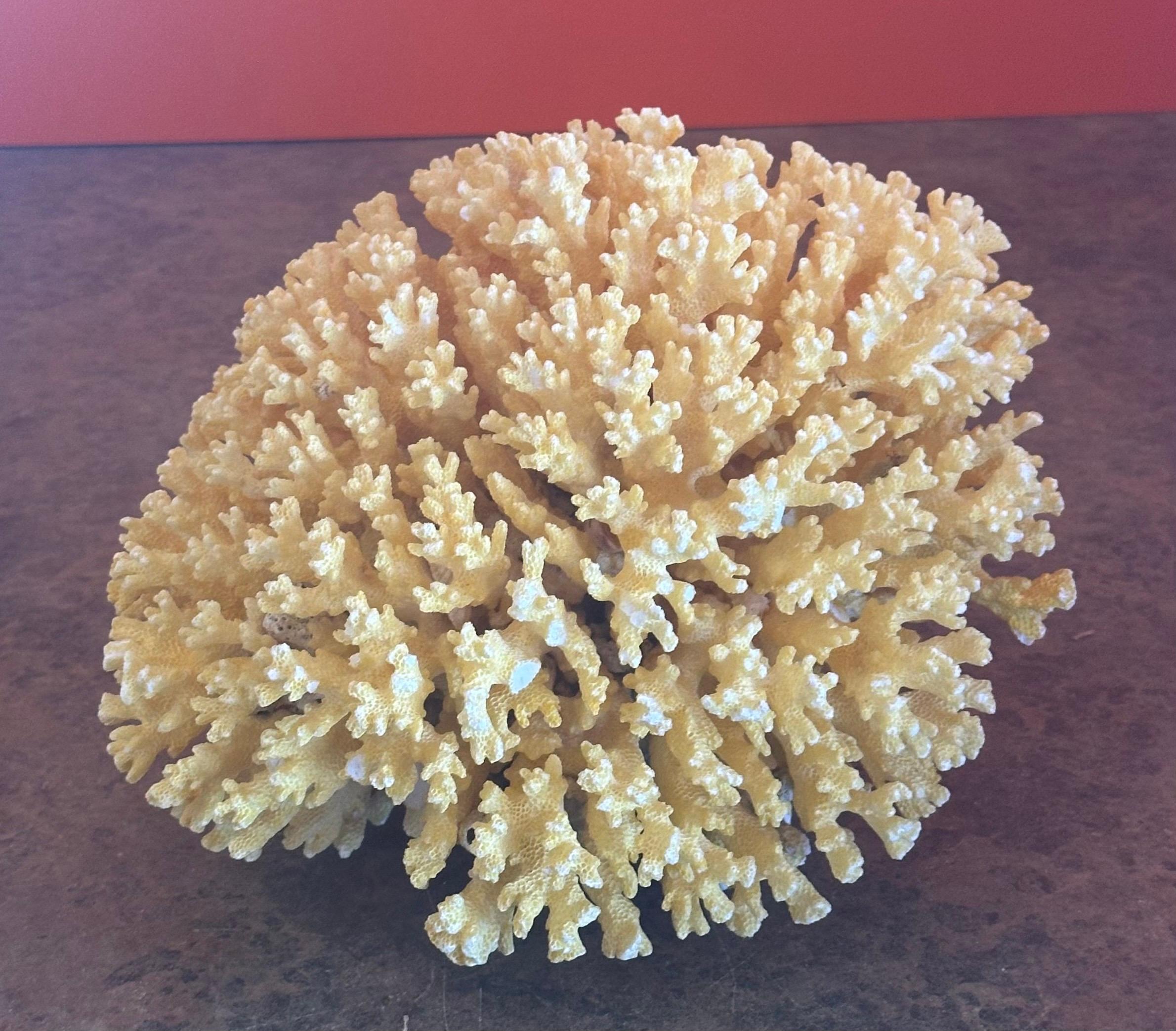 Großes Meereskorallen-Exemplar (Koralle) im Angebot